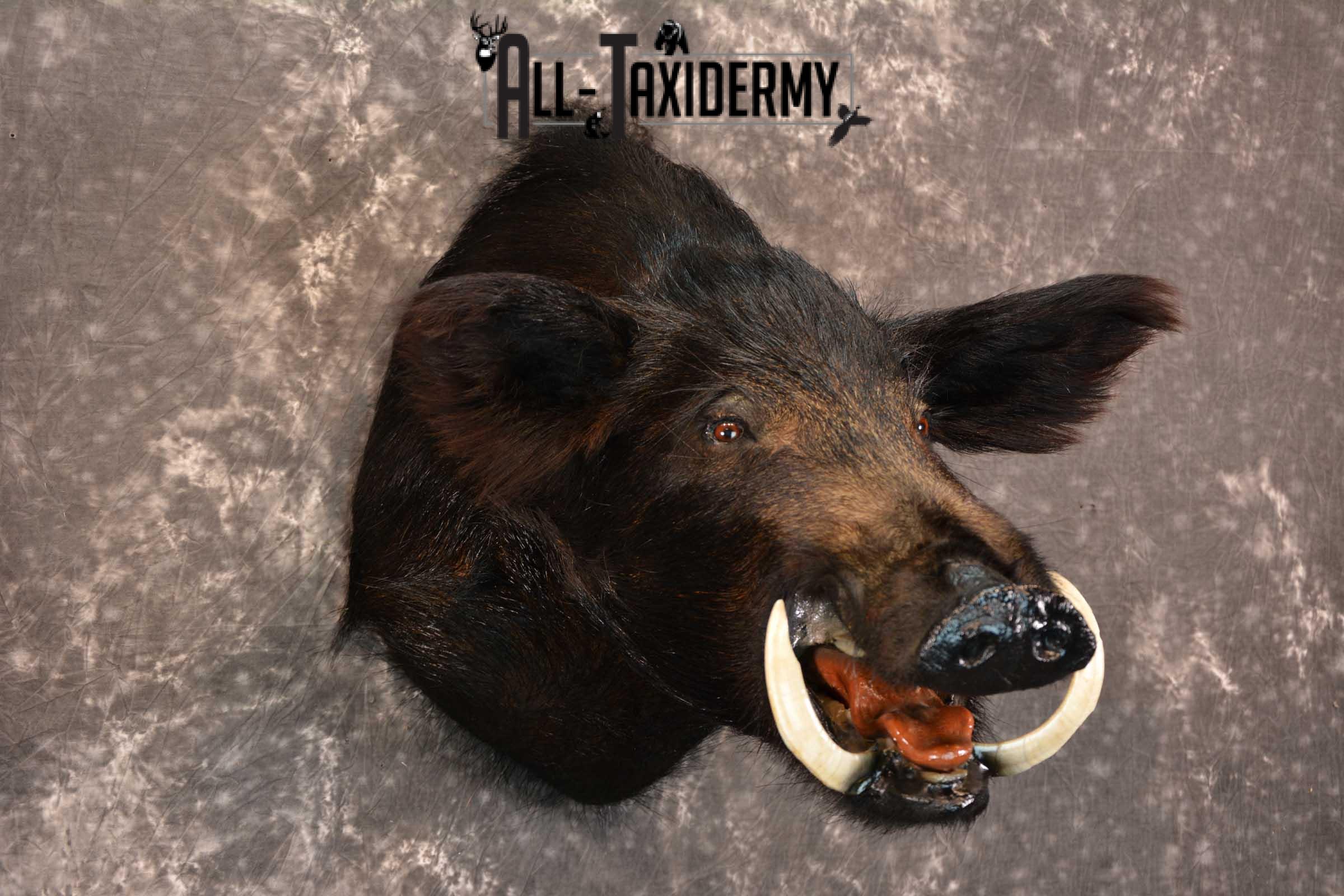 Razorback Wild Boar Taxidermy Mount for sale SKU 1523 - Image 6