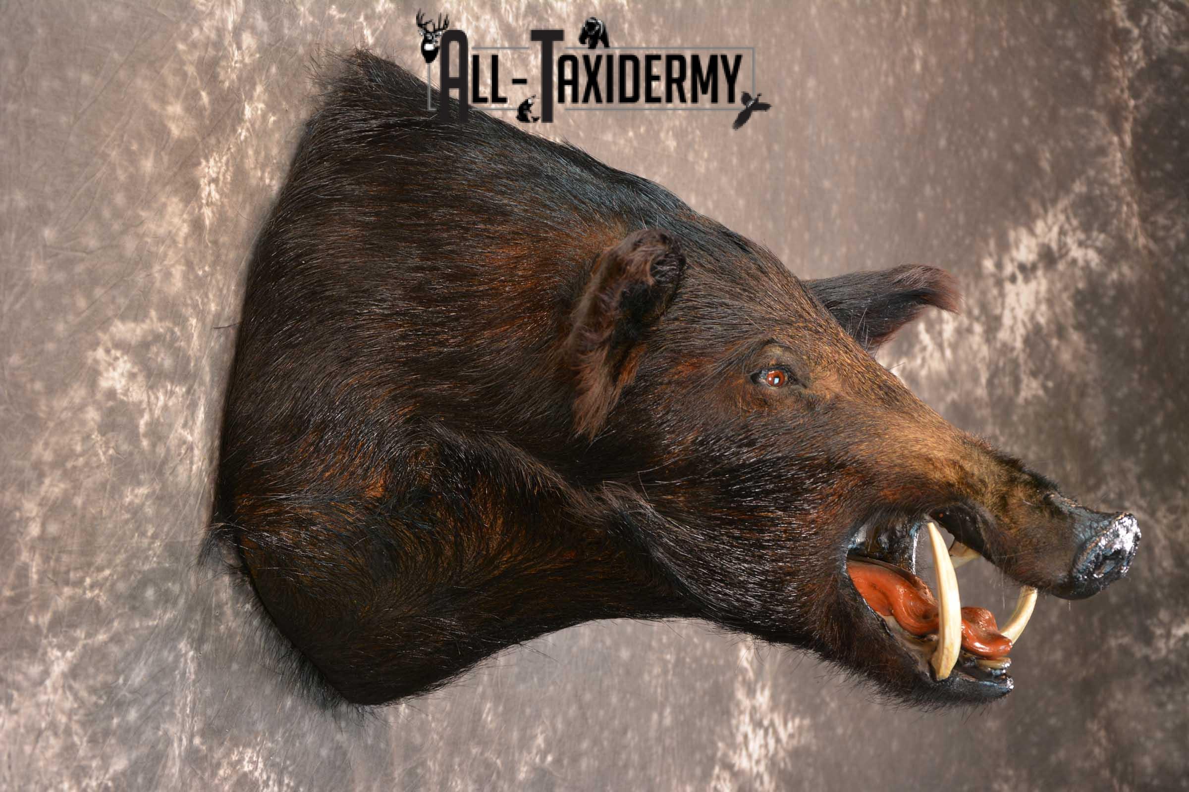 Razorback Wild Boar Taxidermy Mount for sale SKU 1523 - Image 5
