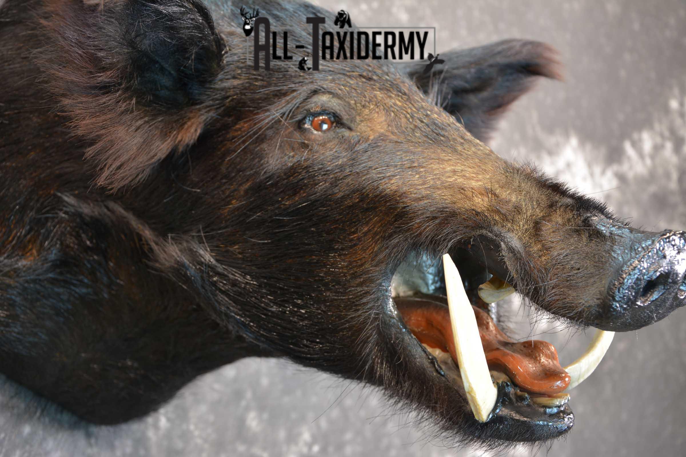 Razorback Wild Boar Taxidermy Mount for sale SKU 1523 - Image 4