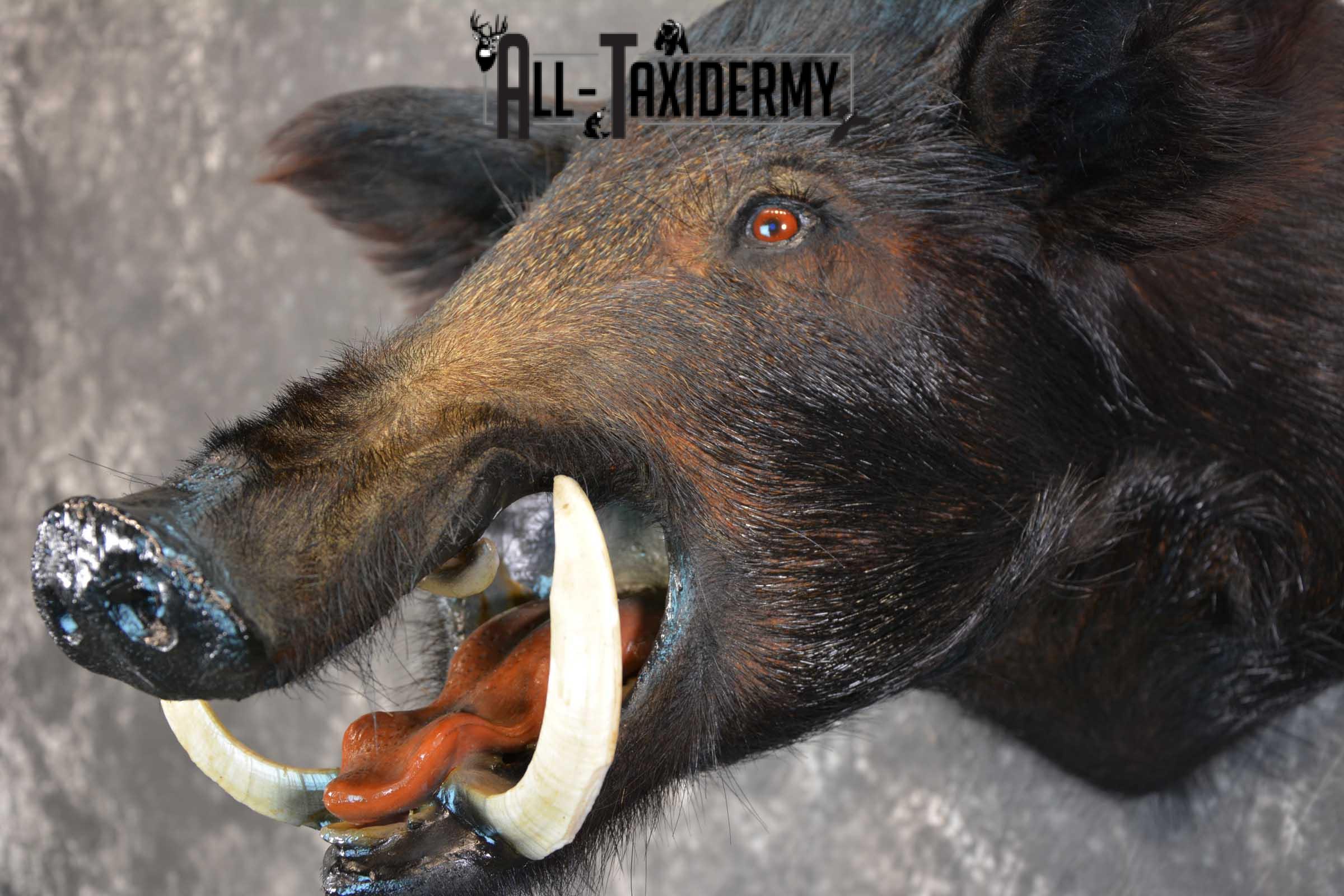 Razorback Wild Boar Taxidermy Mount for sale SKU 1523 - Image 3