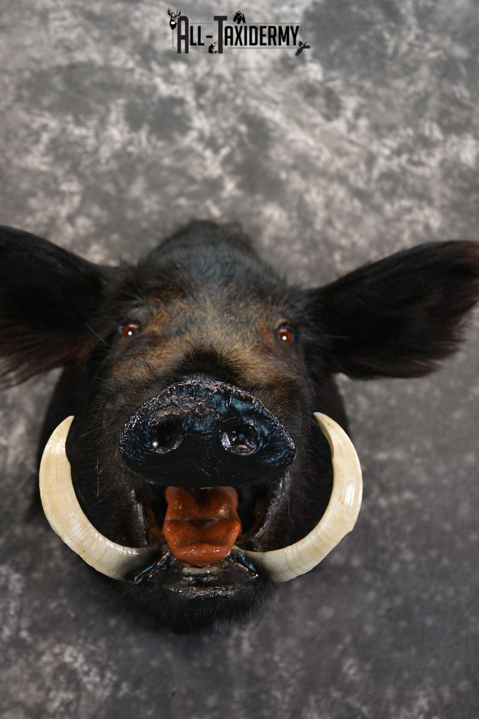 Razorback Wild Boar Taxidermy Mount for sale SKU 1523 - Image 2