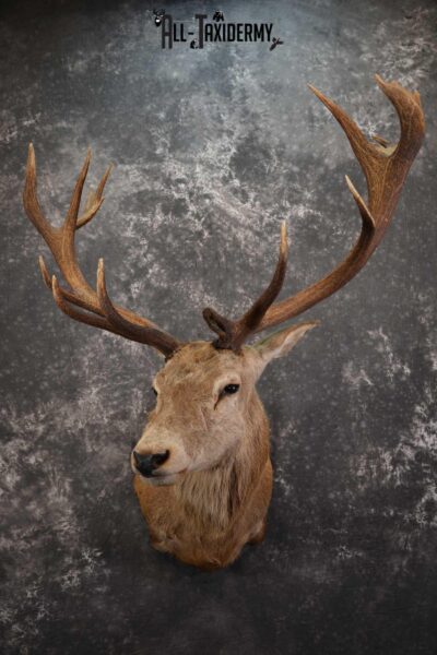 Red Stage Taxidermy Shoulder Mount Taxidermy for sale SKU 1522
