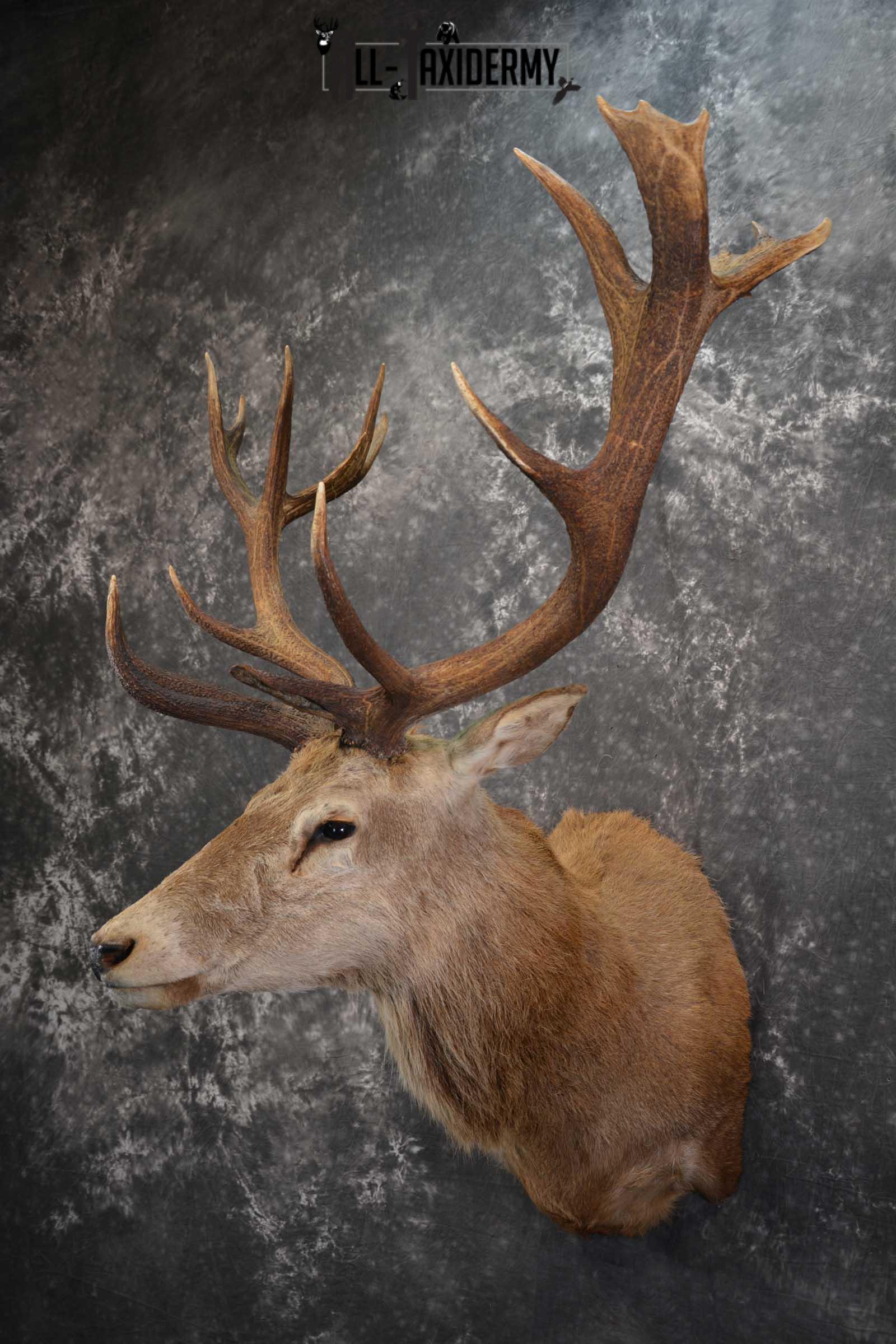 Red Stage Taxidermy Shoulder Mount Taxidermy for sale SKU 1522 - Image 8