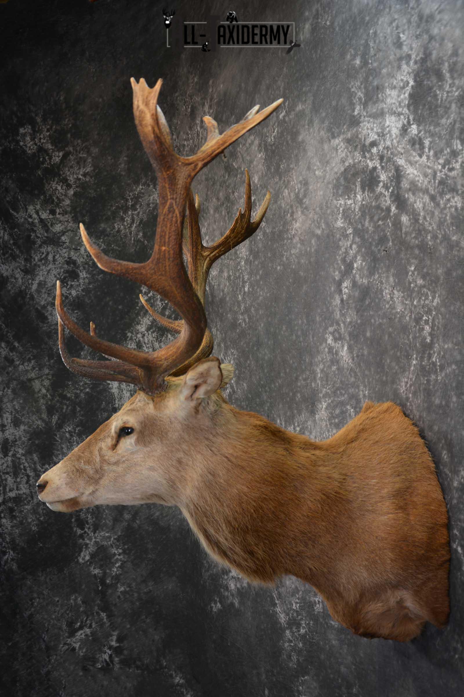 Red Stage Taxidermy Shoulder Mount Taxidermy for sale SKU 1522 - Image 7