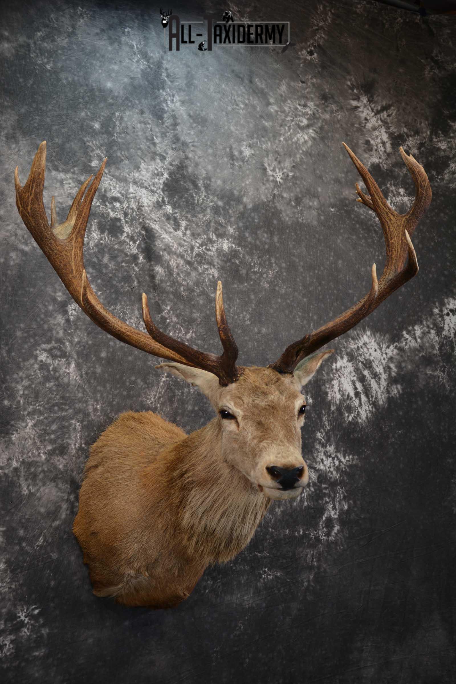 Red Stage Taxidermy Shoulder Mount Taxidermy for sale SKU 1522 - Image 6