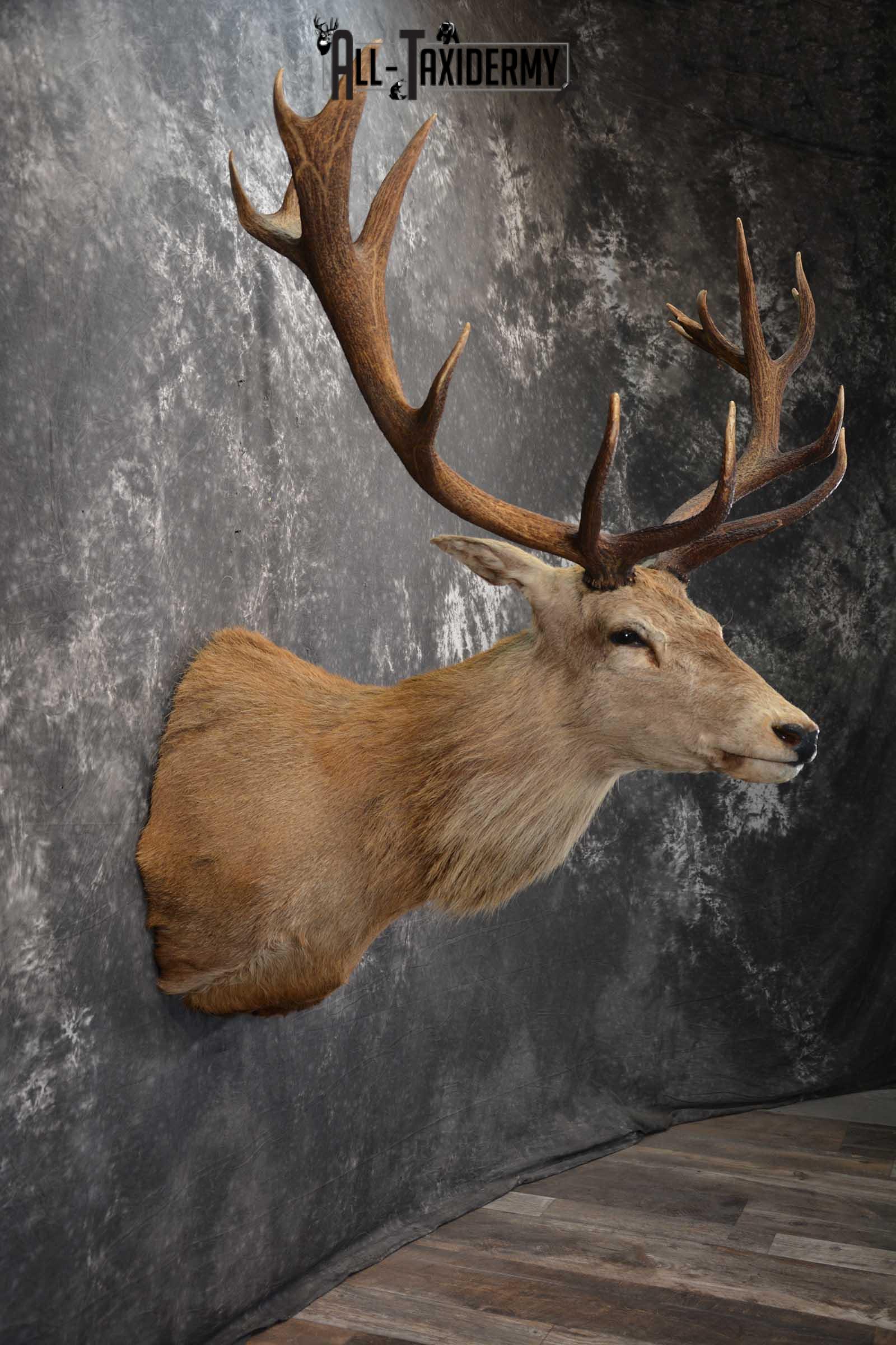 Red Stage Taxidermy Shoulder Mount Taxidermy for sale SKU 1522 - Image 5