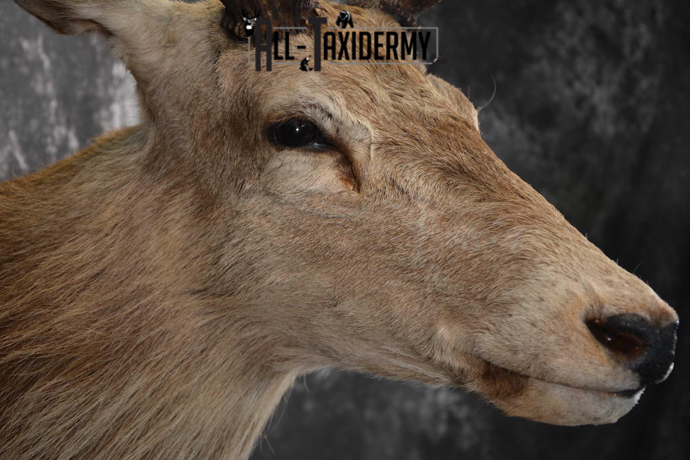 Red Stage Taxidermy Shoulder Mount Taxidermy for sale SKU 1522 - Image 4