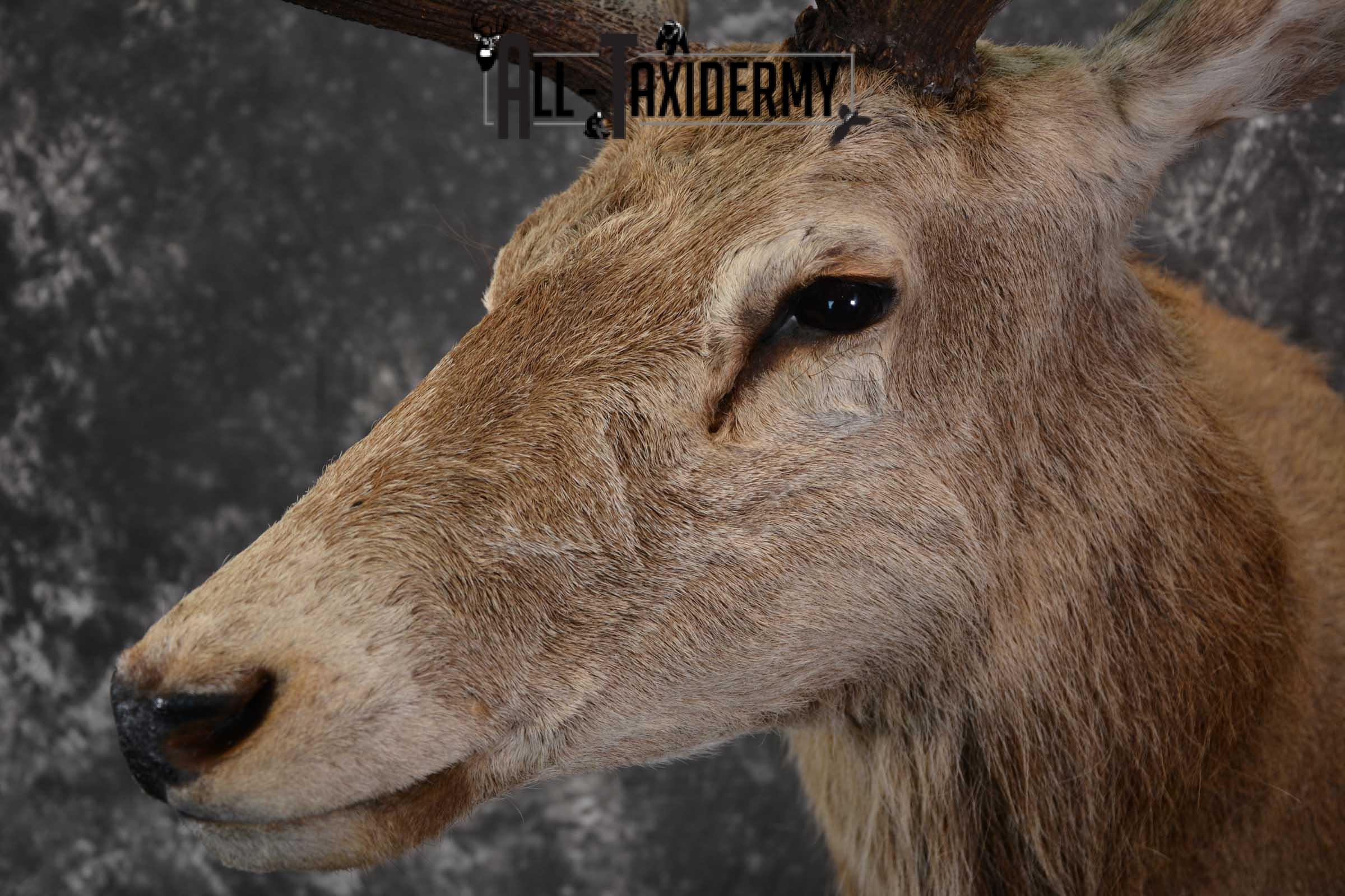 Red Stage Taxidermy Shoulder Mount Taxidermy for sale SKU 1522 - Image 3