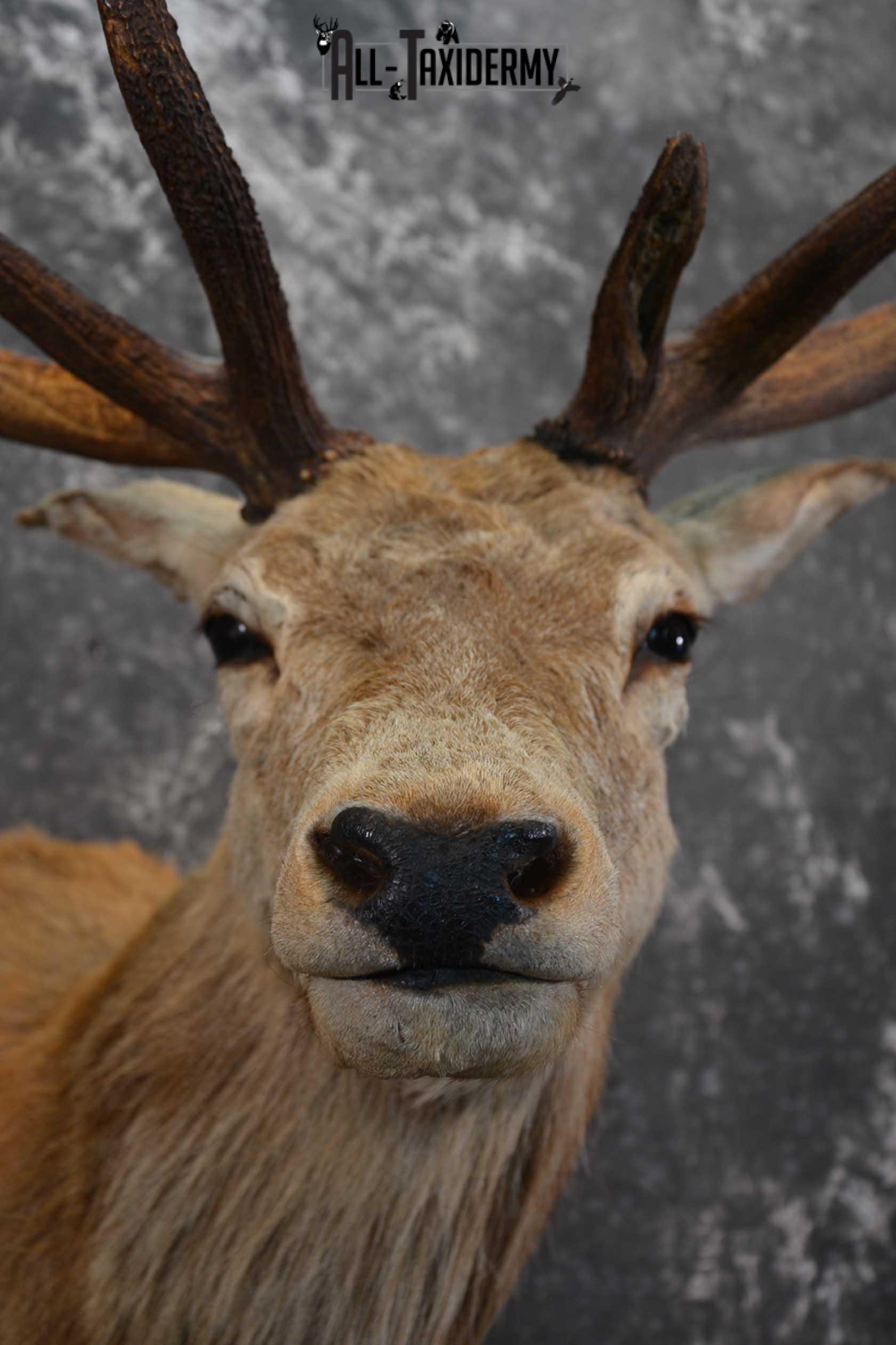 Red Stage Taxidermy Shoulder Mount Taxidermy for sale SKU 1522 - Image 2