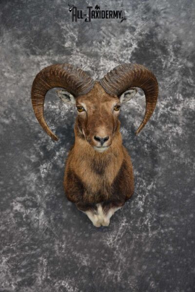 Mouflon Sheep Taxidermy Shoulder Mount for sale SKU 1521
