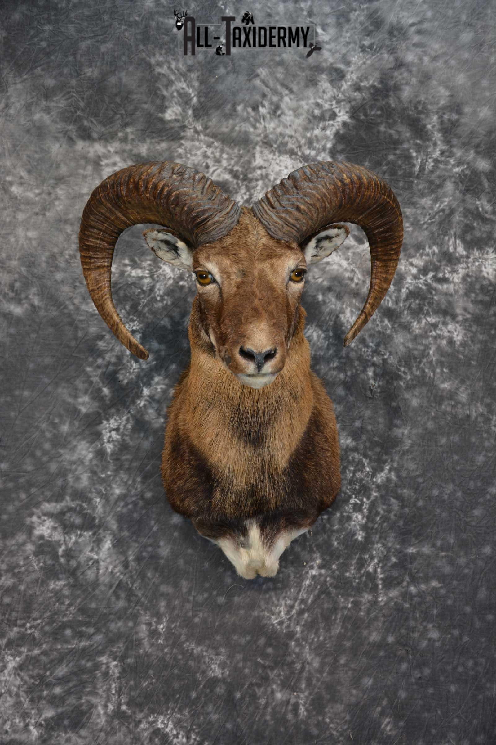 Mouflon Sheep Taxidermy Shoulder Mount for sale SKU 1521
