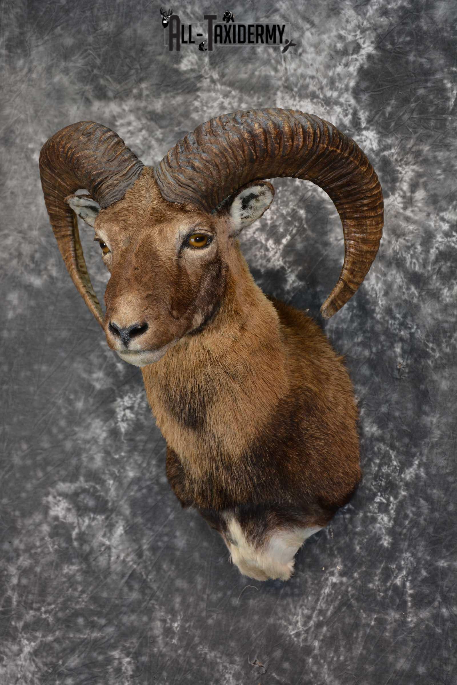 Mouflon Sheep Taxidermy Shoulder Mount for sale SKU 1521 - Image 7