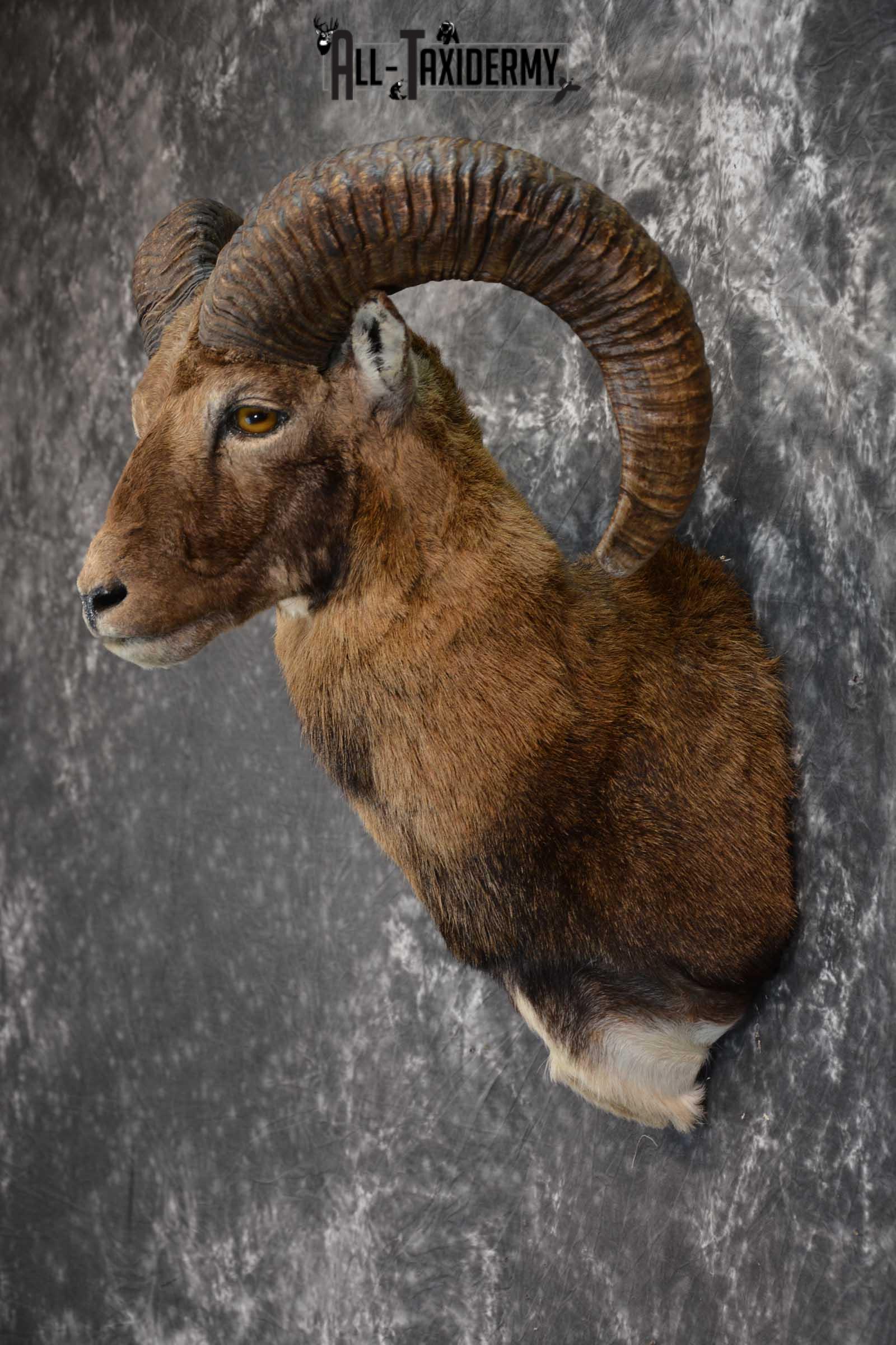 Mouflon Sheep Taxidermy Shoulder Mount for sale SKU 1521 - Image 6