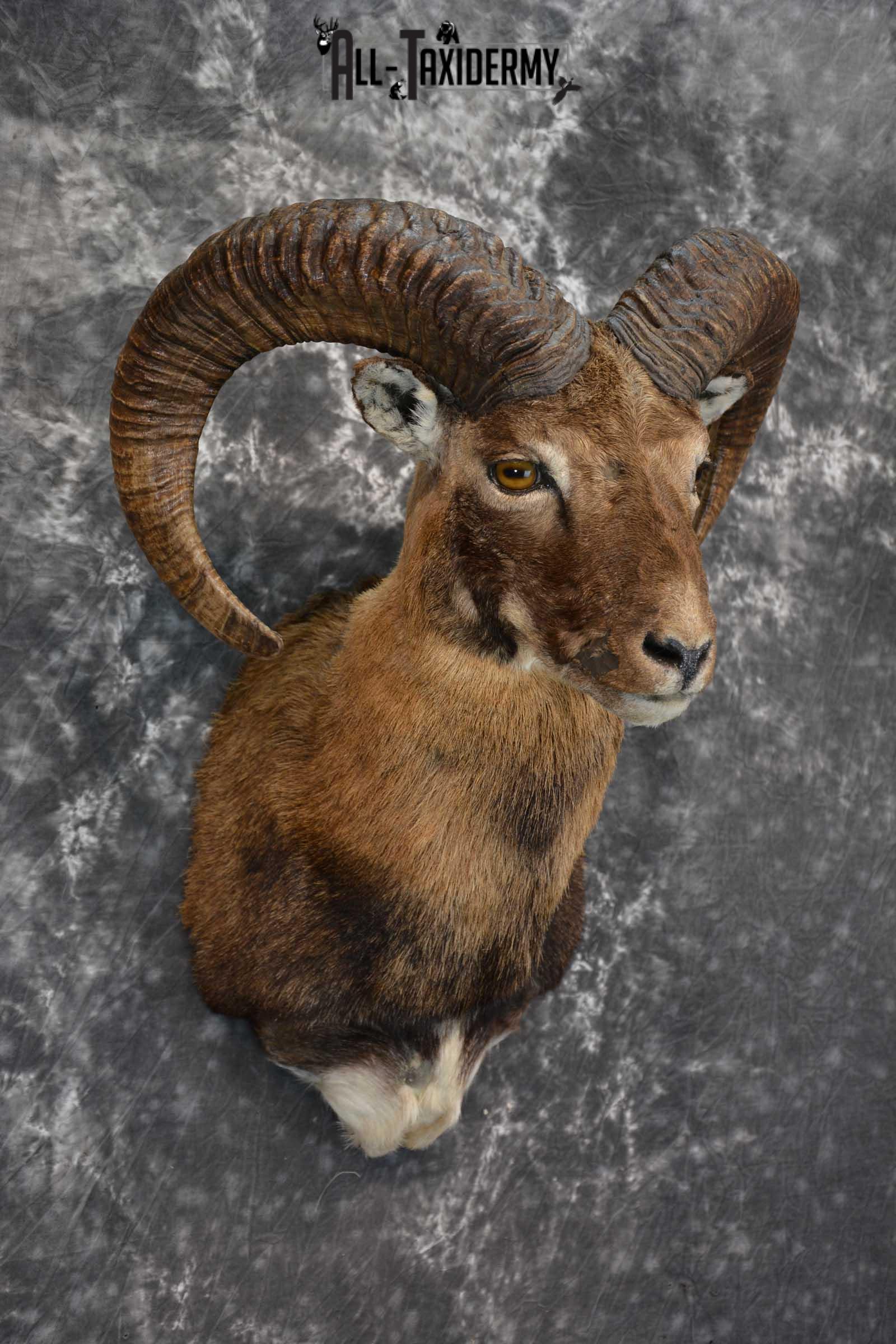 Mouflon Sheep Taxidermy Shoulder Mount for sale SKU 1521 - Image 5