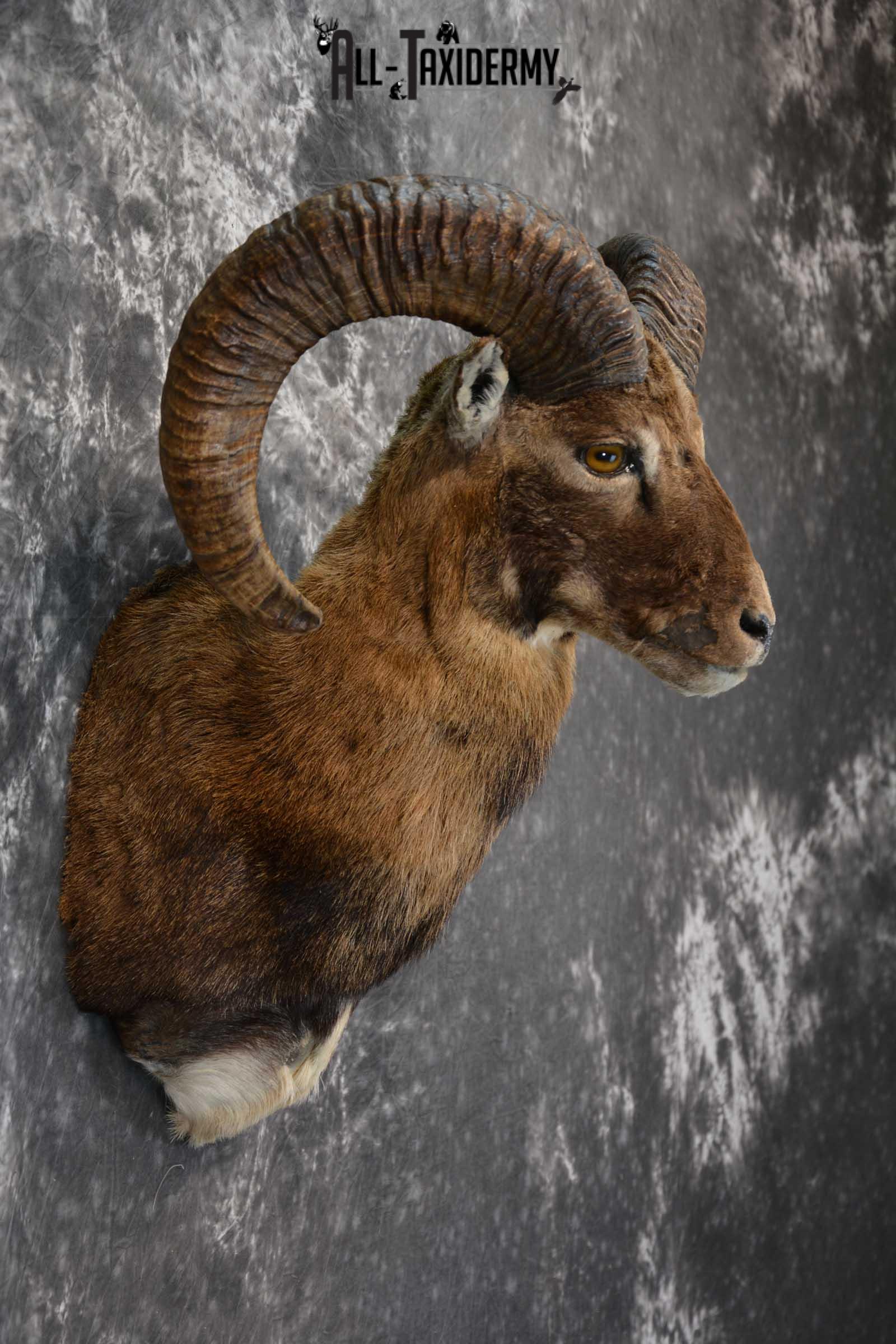 Mouflon Sheep Taxidermy Shoulder Mount for sale SKU 1521 - Image 4