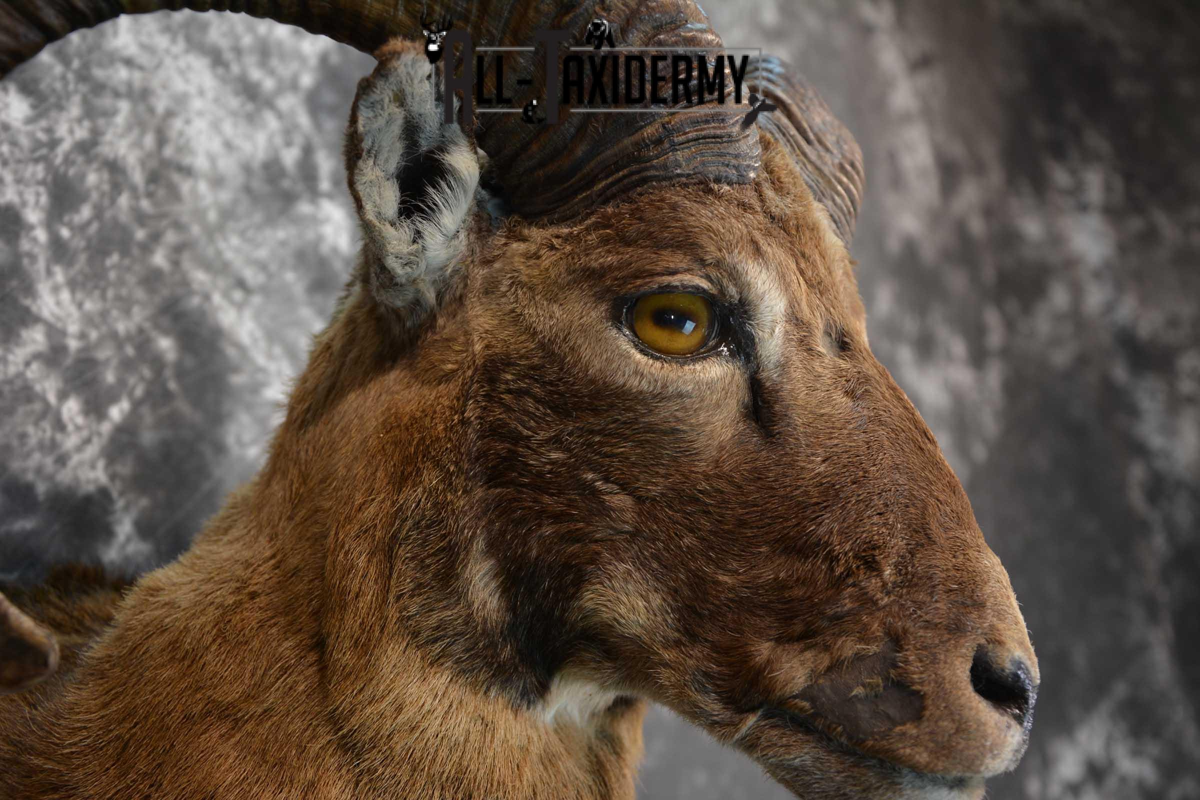 Mouflon Sheep Taxidermy Shoulder Mount for sale SKU 1521 - Image 3