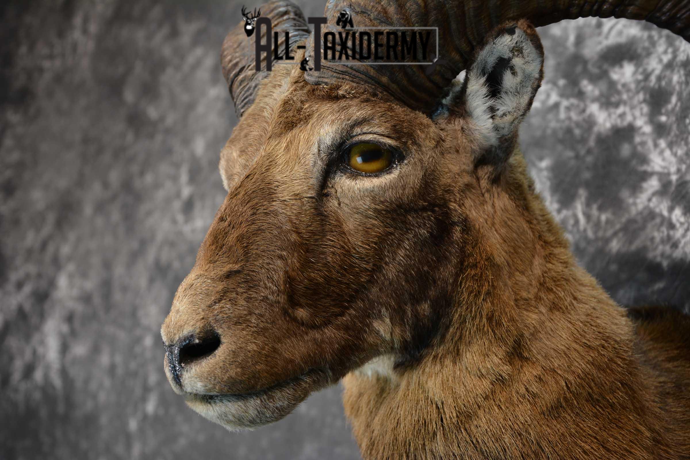 Mouflon Sheep Taxidermy Shoulder Mount for sale SKU 1521 - Image 2