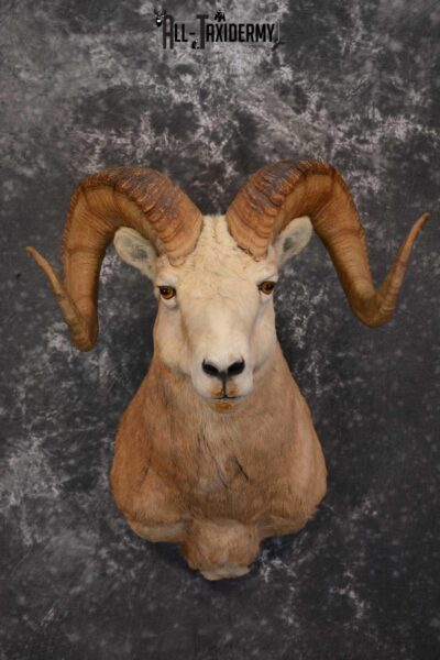 Bighorn Sheep Taxidermy Shoulder Mount for sale SKU 1520