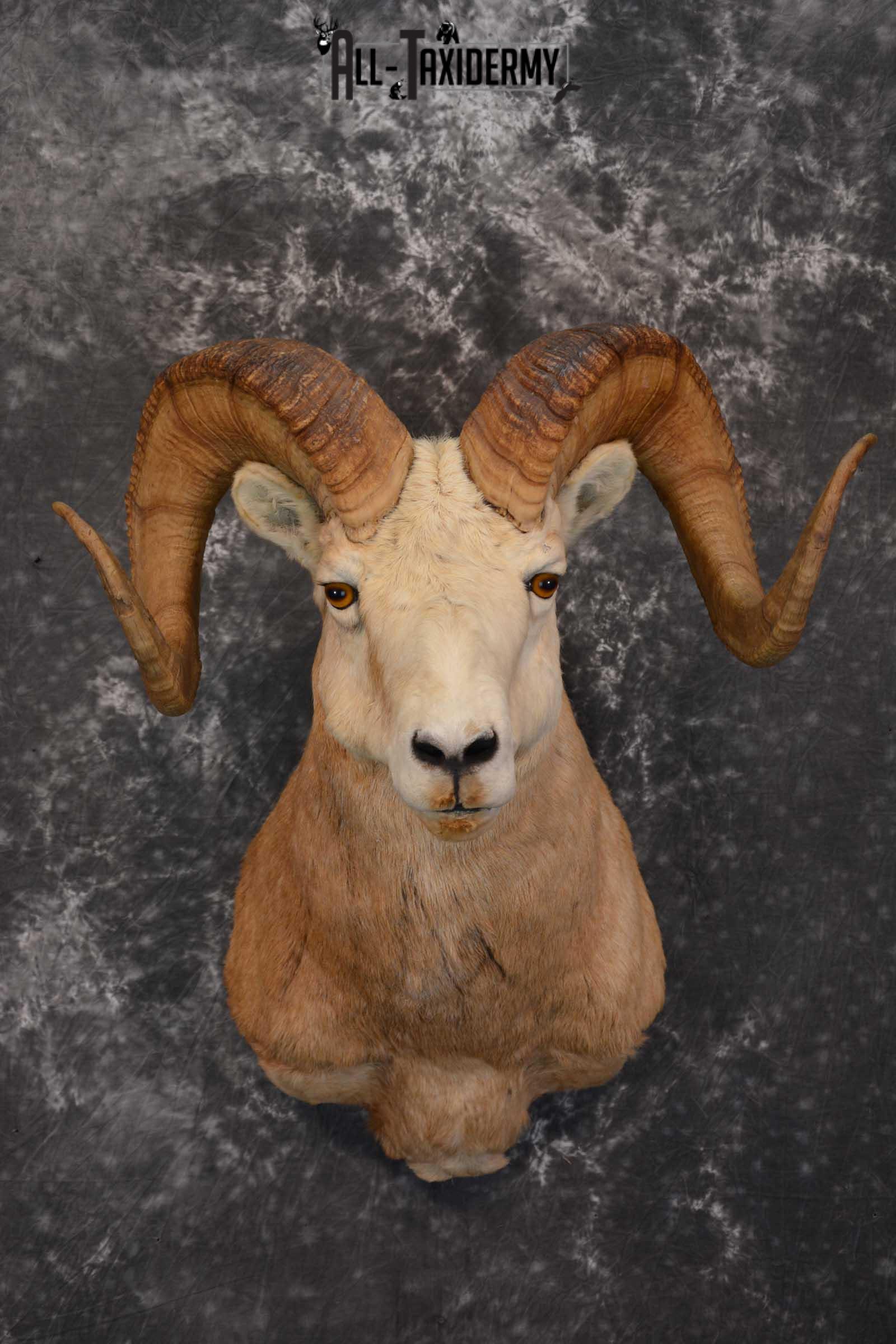 Bighorn Sheep Taxidermy Shoulder Mount for sale SKU 1520