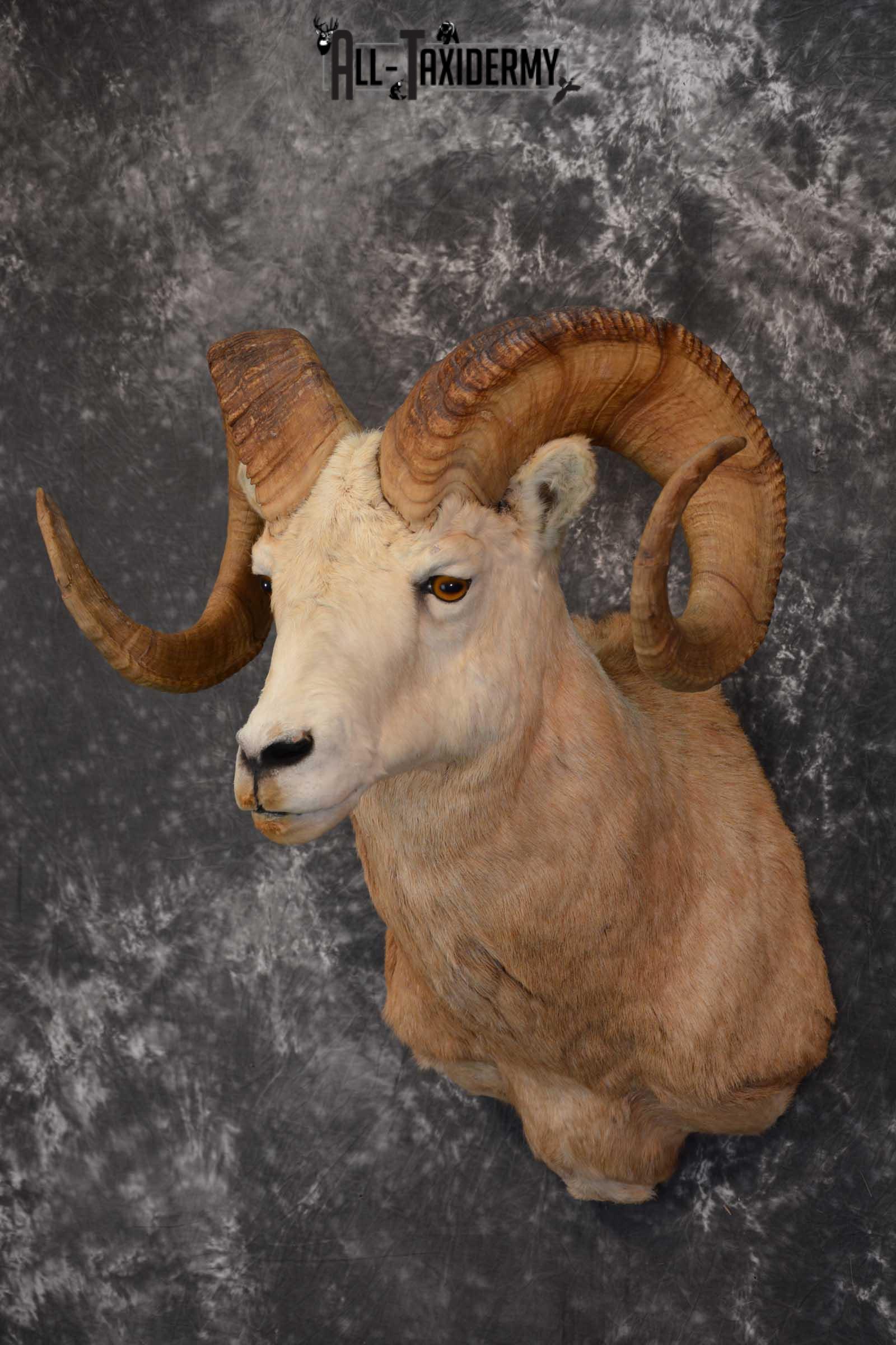 Bighorn Sheep Taxidermy Shoulder Mount for sale SKU 1520 - Image 8