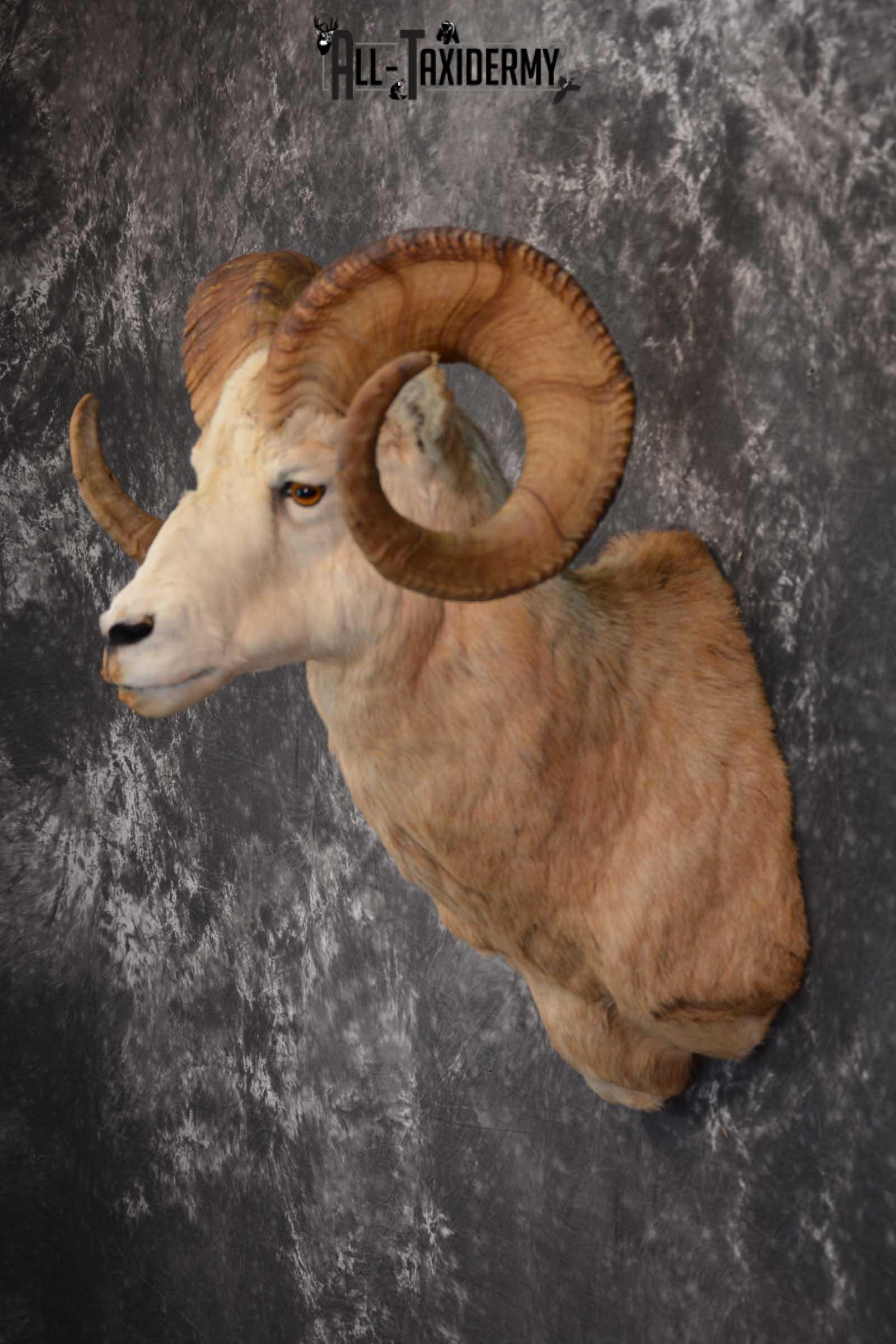 Bighorn Sheep Taxidermy Shoulder Mount for sale SKU 1520 - Image 7