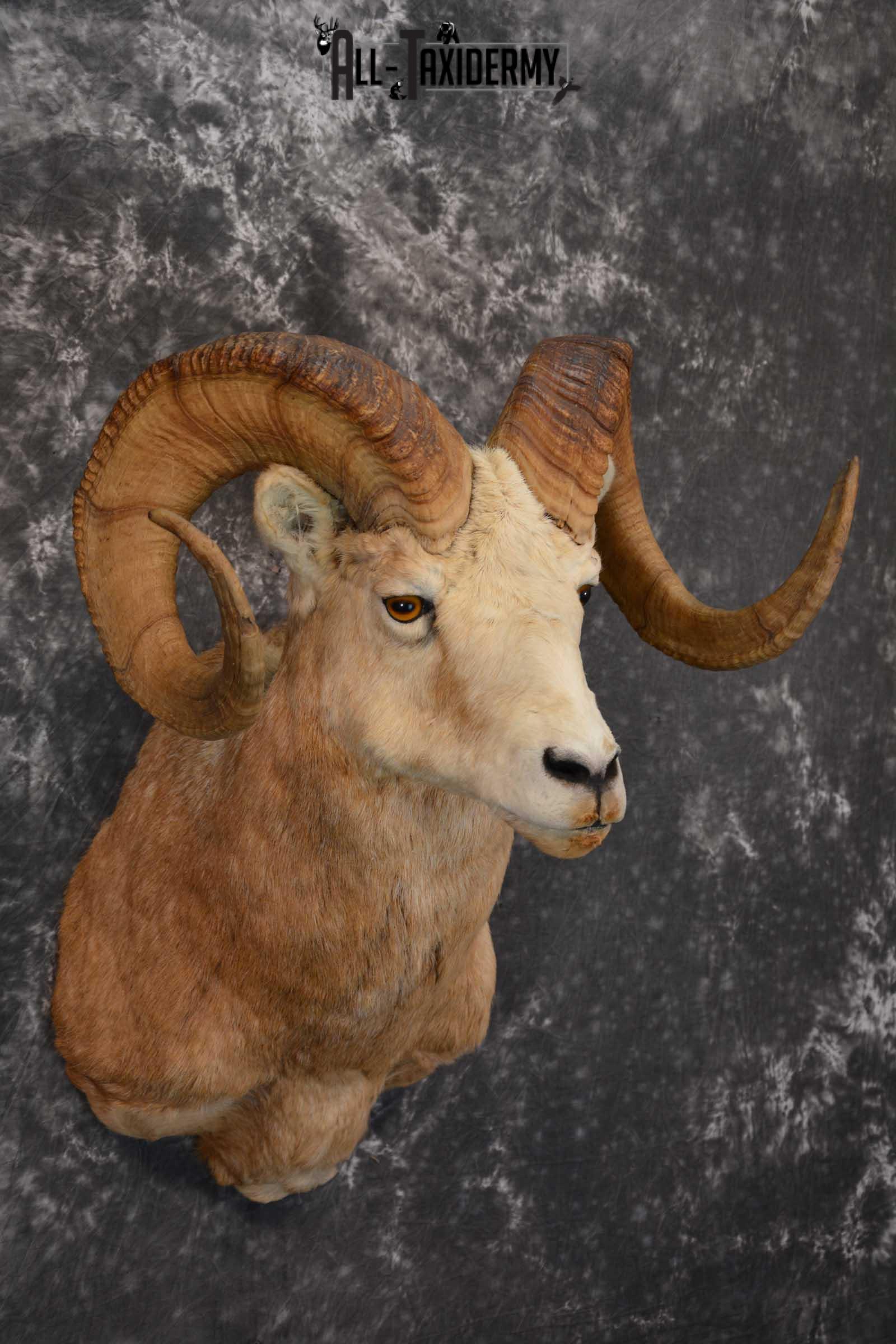 Bighorn Sheep Taxidermy Shoulder Mount for sale SKU 1520 - Image 6