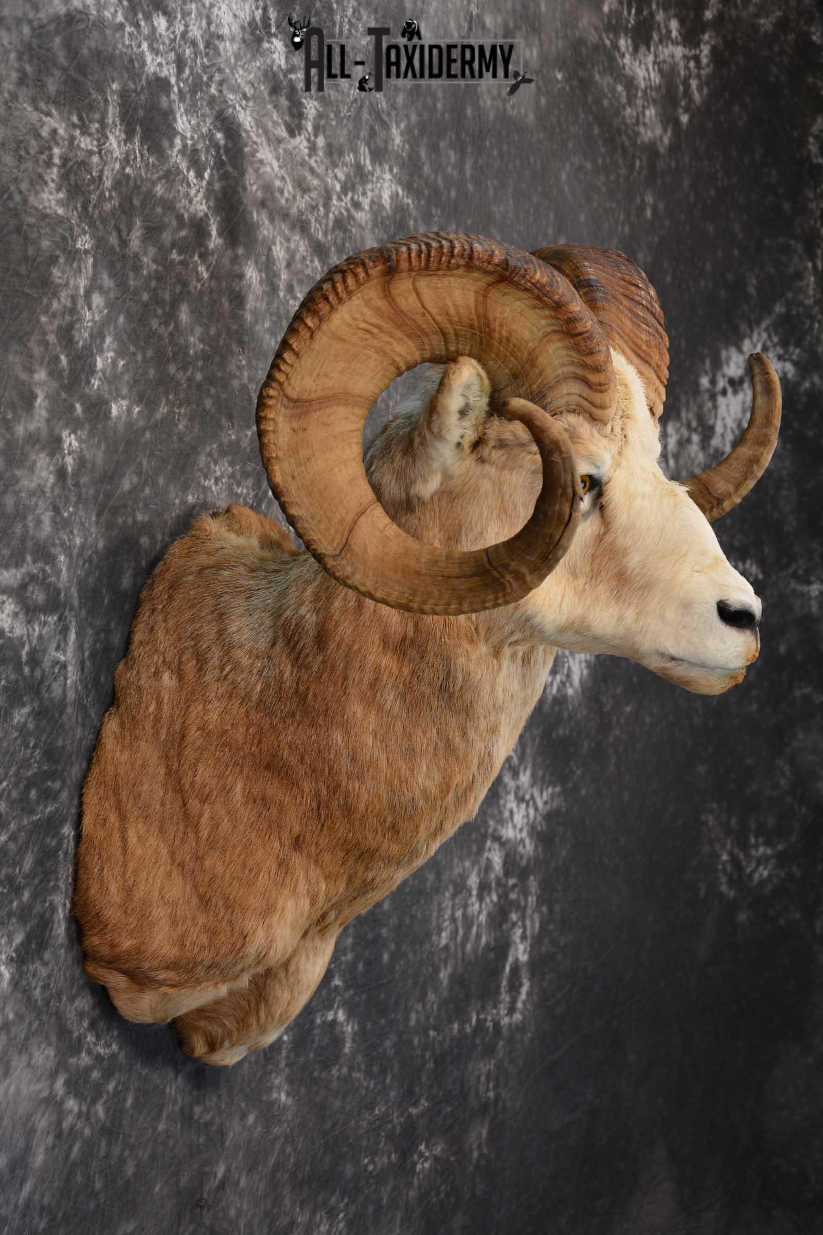 Bighorn Sheep Taxidermy Shoulder Mount for sale SKU 1520 - Image 5