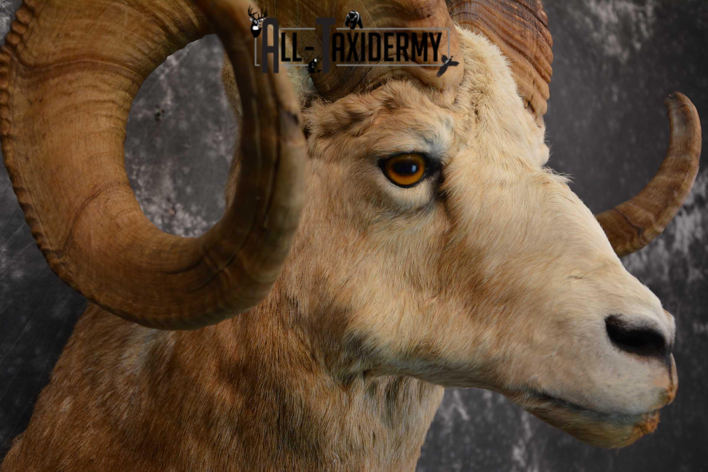 Bighorn Sheep Taxidermy Shoulder Mount for sale SKU 1520 - Image 4