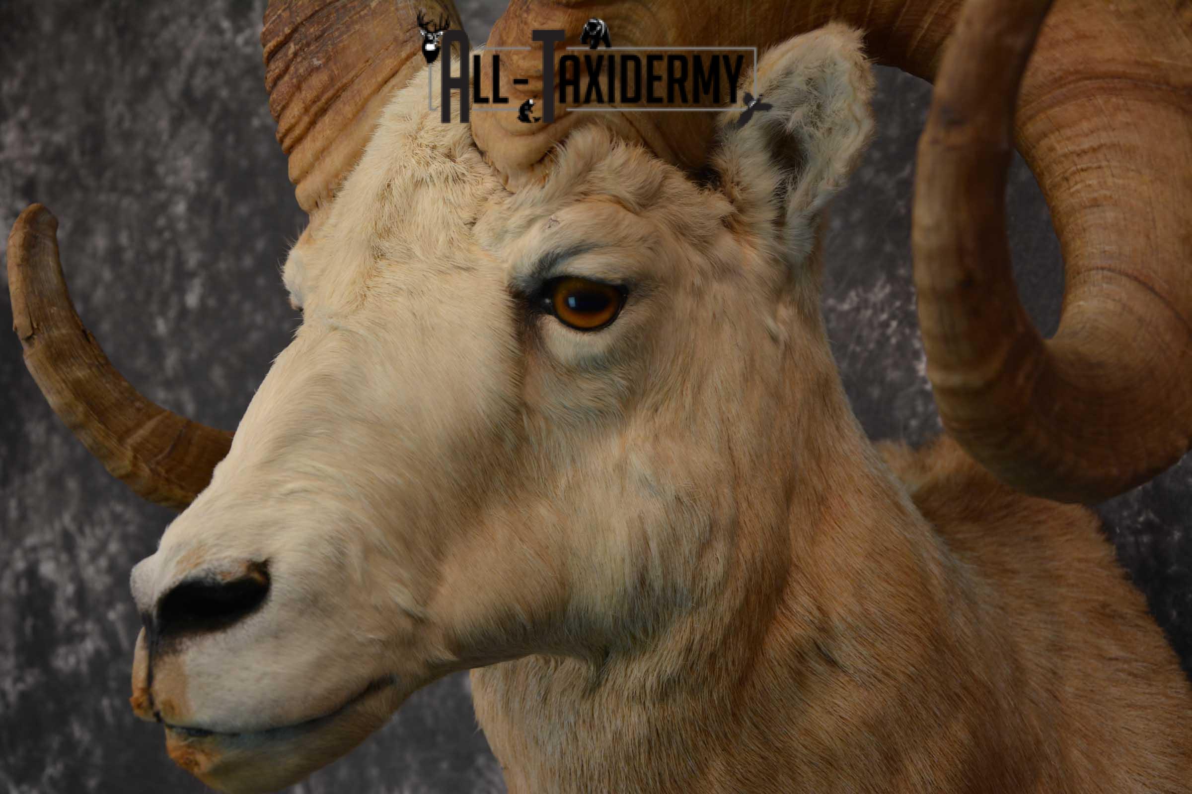 Bighorn Sheep Taxidermy Shoulder Mount for sale SKU 1520 - Image 3