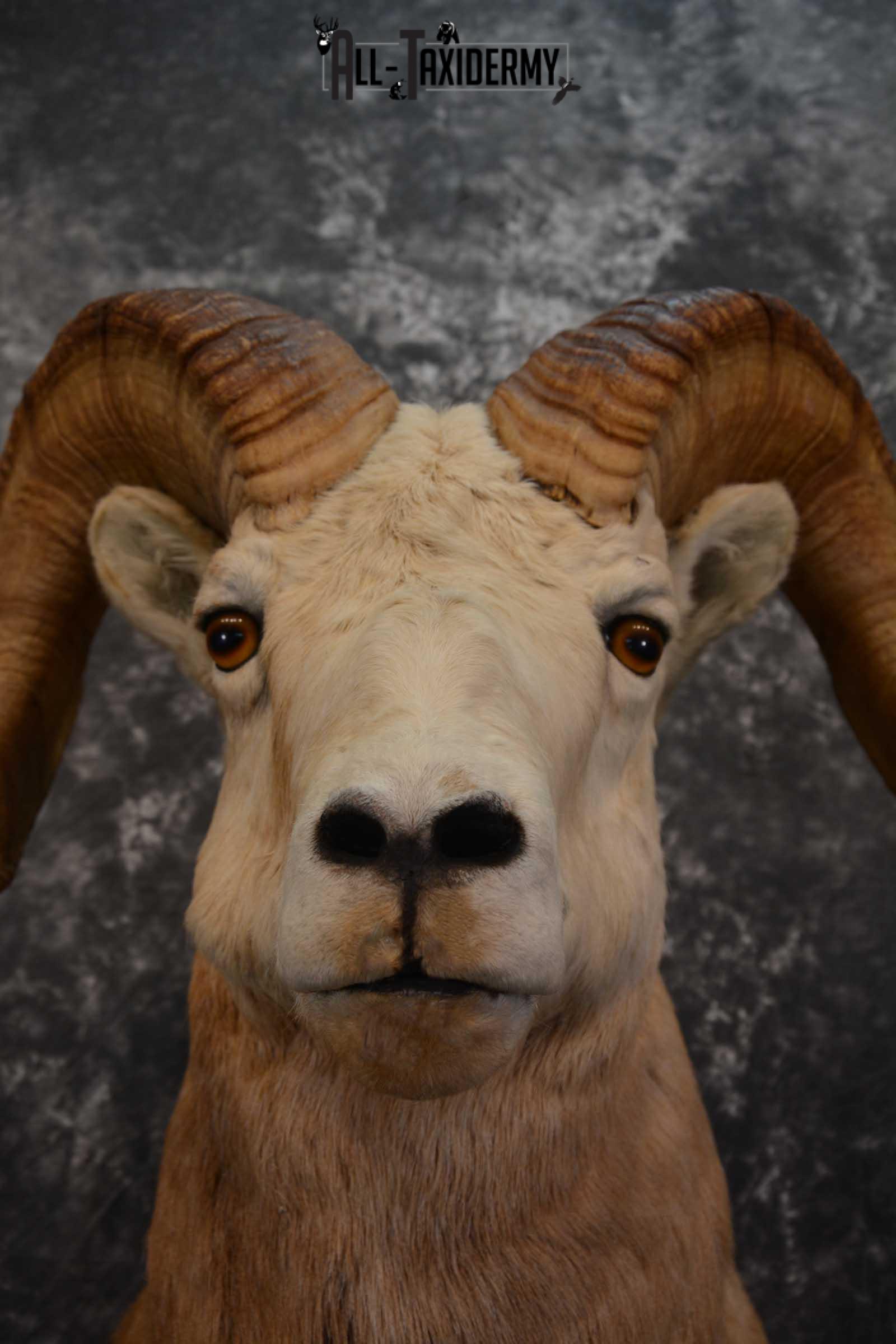 Bighorn Sheep Taxidermy Shoulder Mount for sale SKU 1520 - Image 2