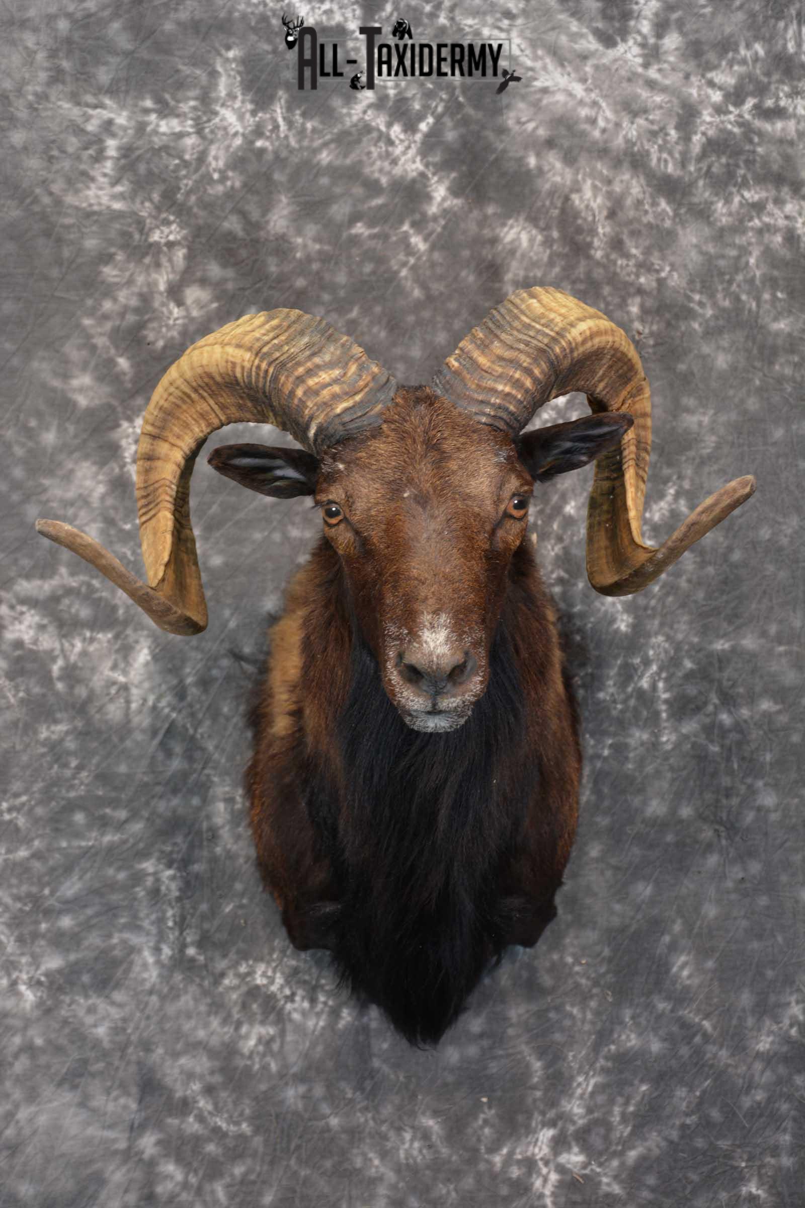 Corsican Ram Taxidermy Shoulder Mount for sale SKU 1515