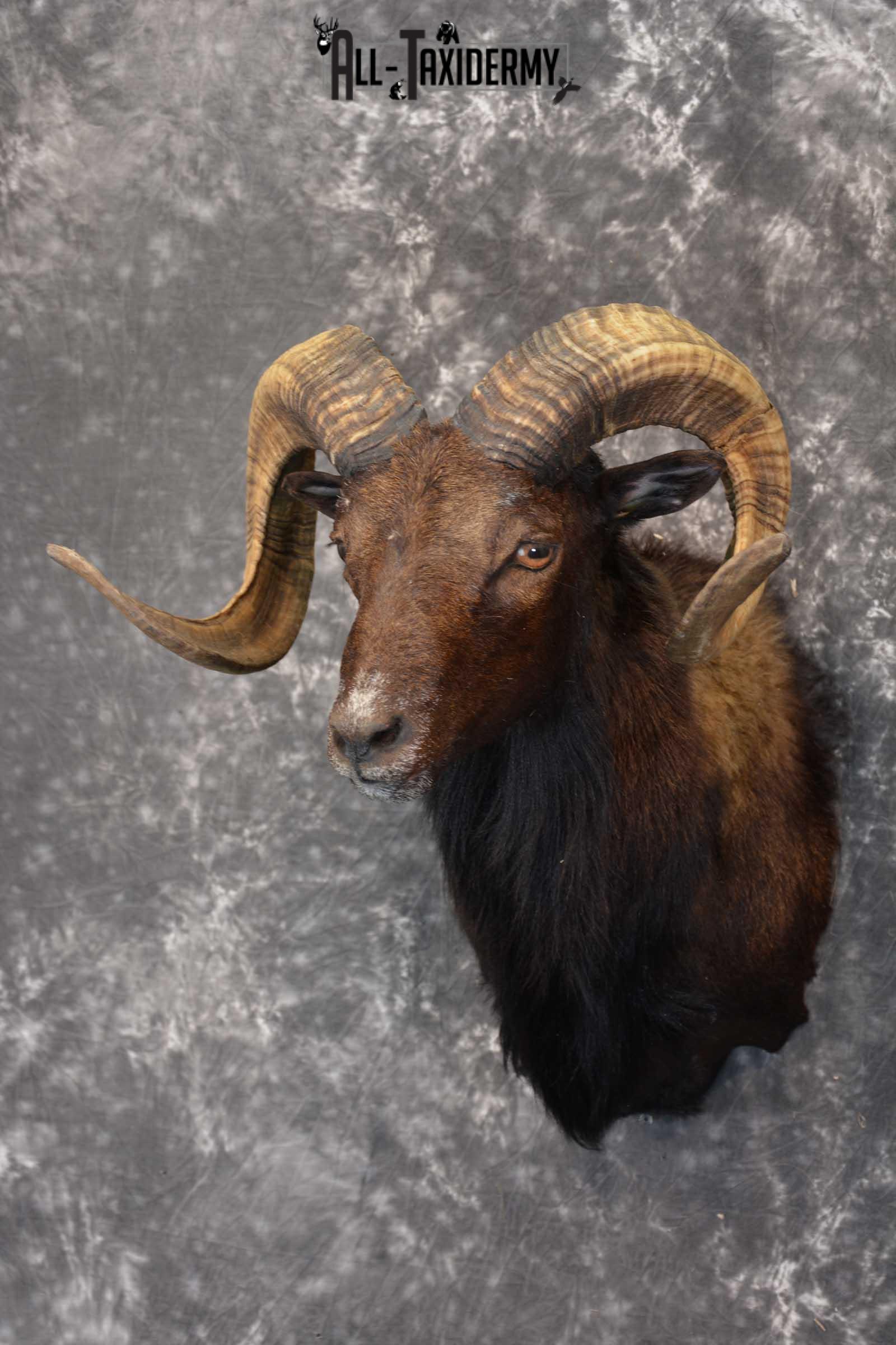 Corsican Ram Taxidermy Shoulder Mount for sale SKU 1515 - Image 7