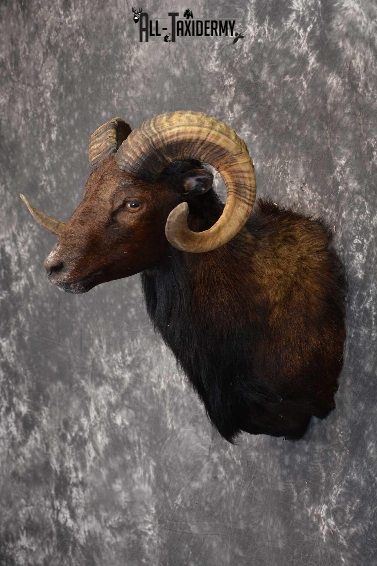 Corsican Ram Taxidermy Shoulder Mount for sale SKU 1515 - Image 6