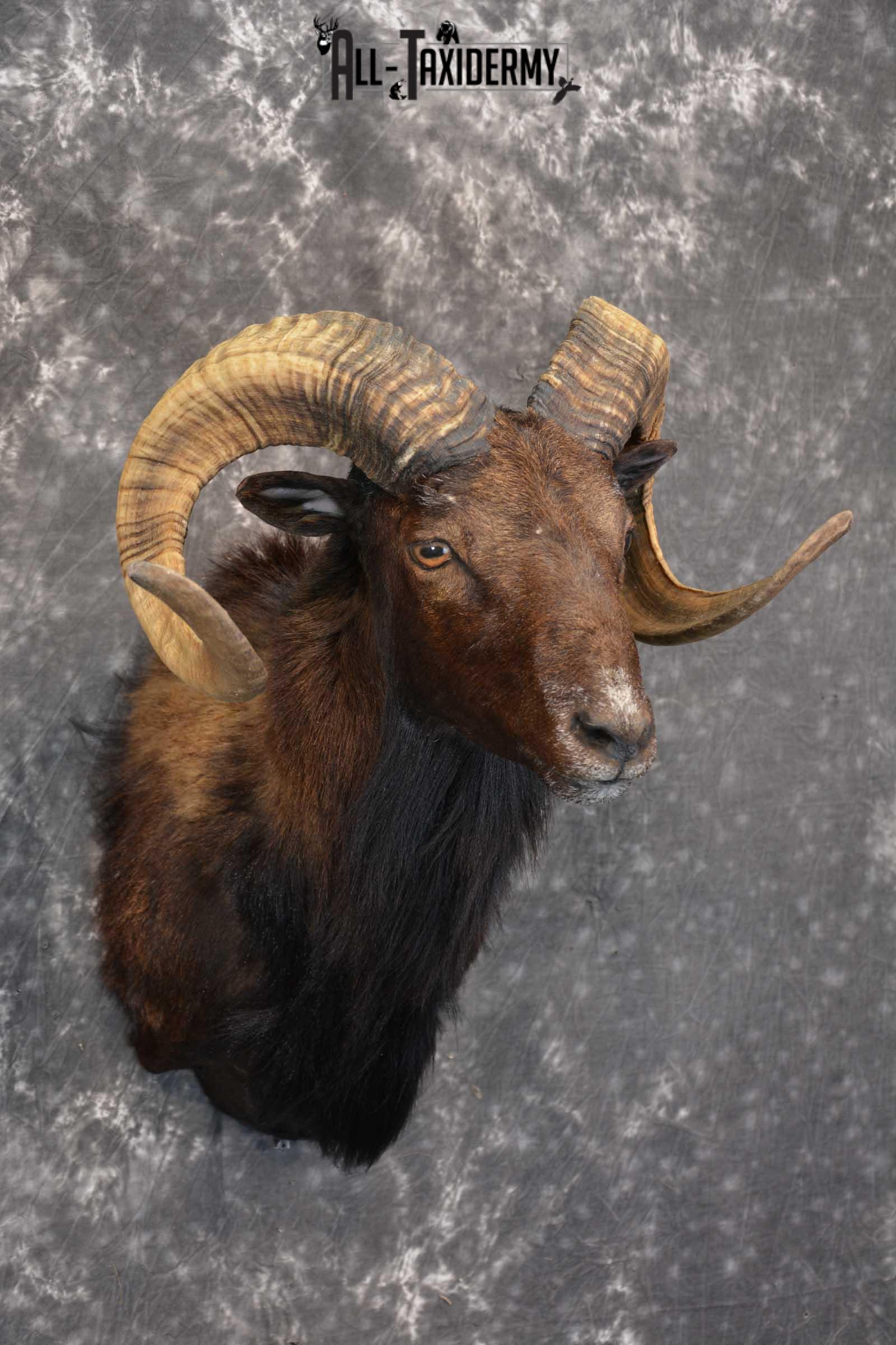 Corsican Ram Taxidermy Shoulder Mount for sale SKU 1515 - Image 5