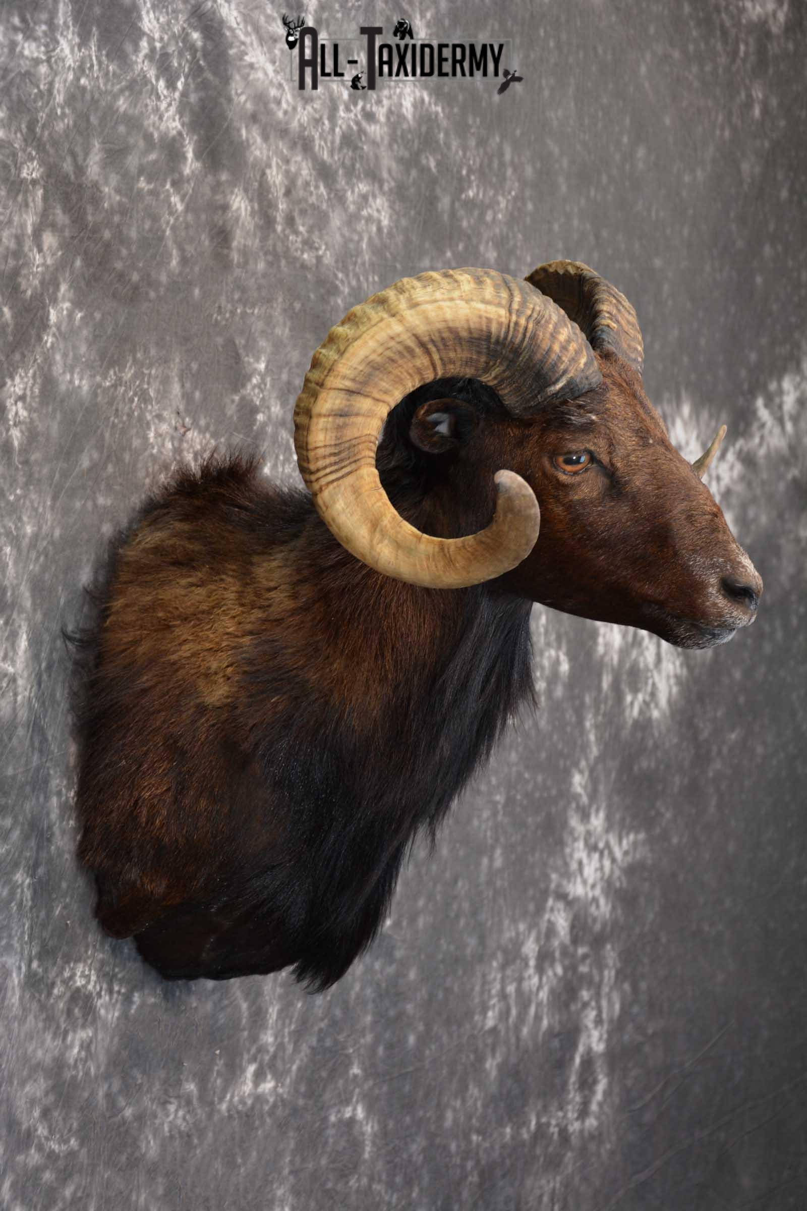 Corsican Ram Taxidermy Shoulder Mount for sale SKU 1515 - Image 4