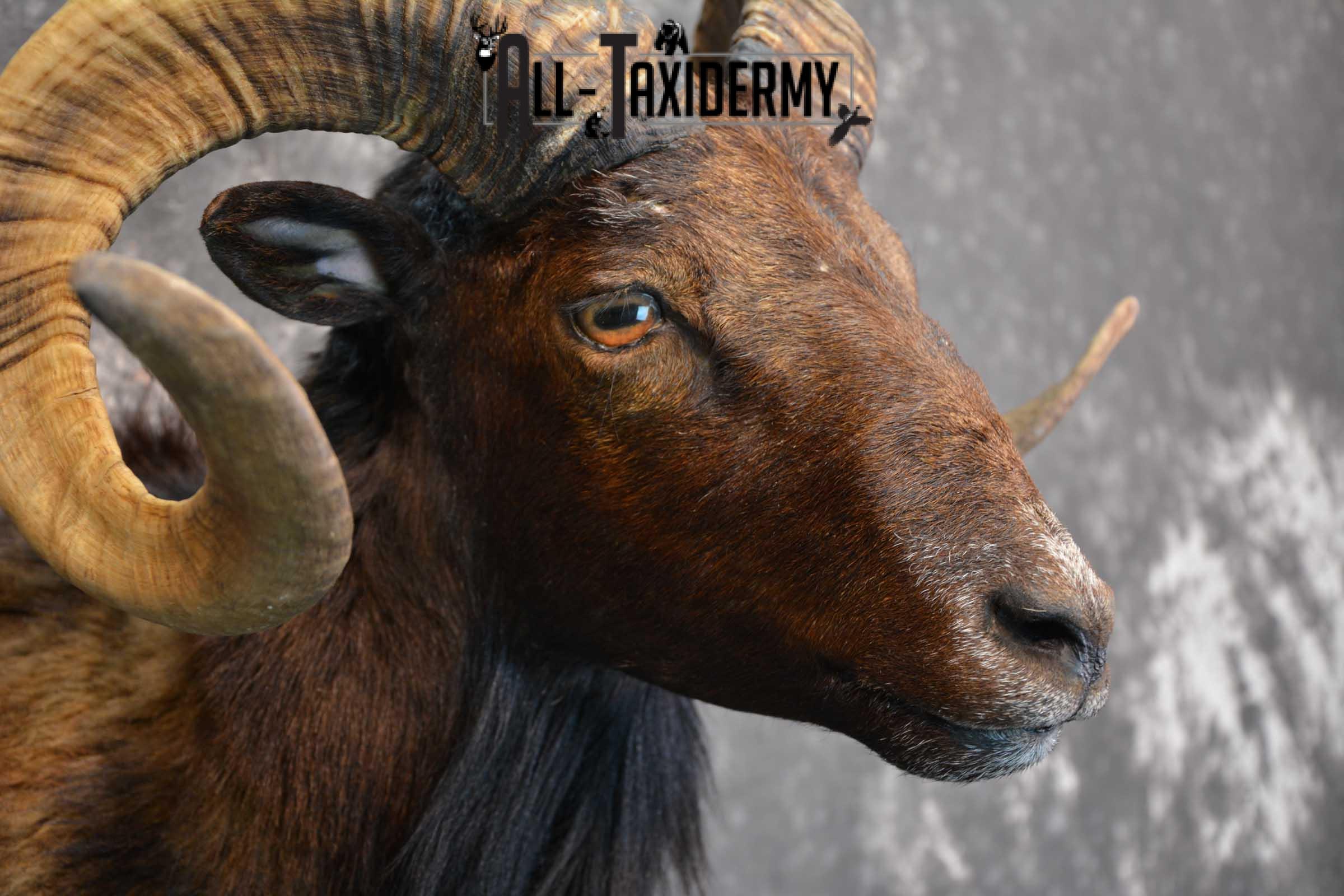 Corsican Ram Taxidermy Shoulder Mount for sale SKU 1515 - Image 3