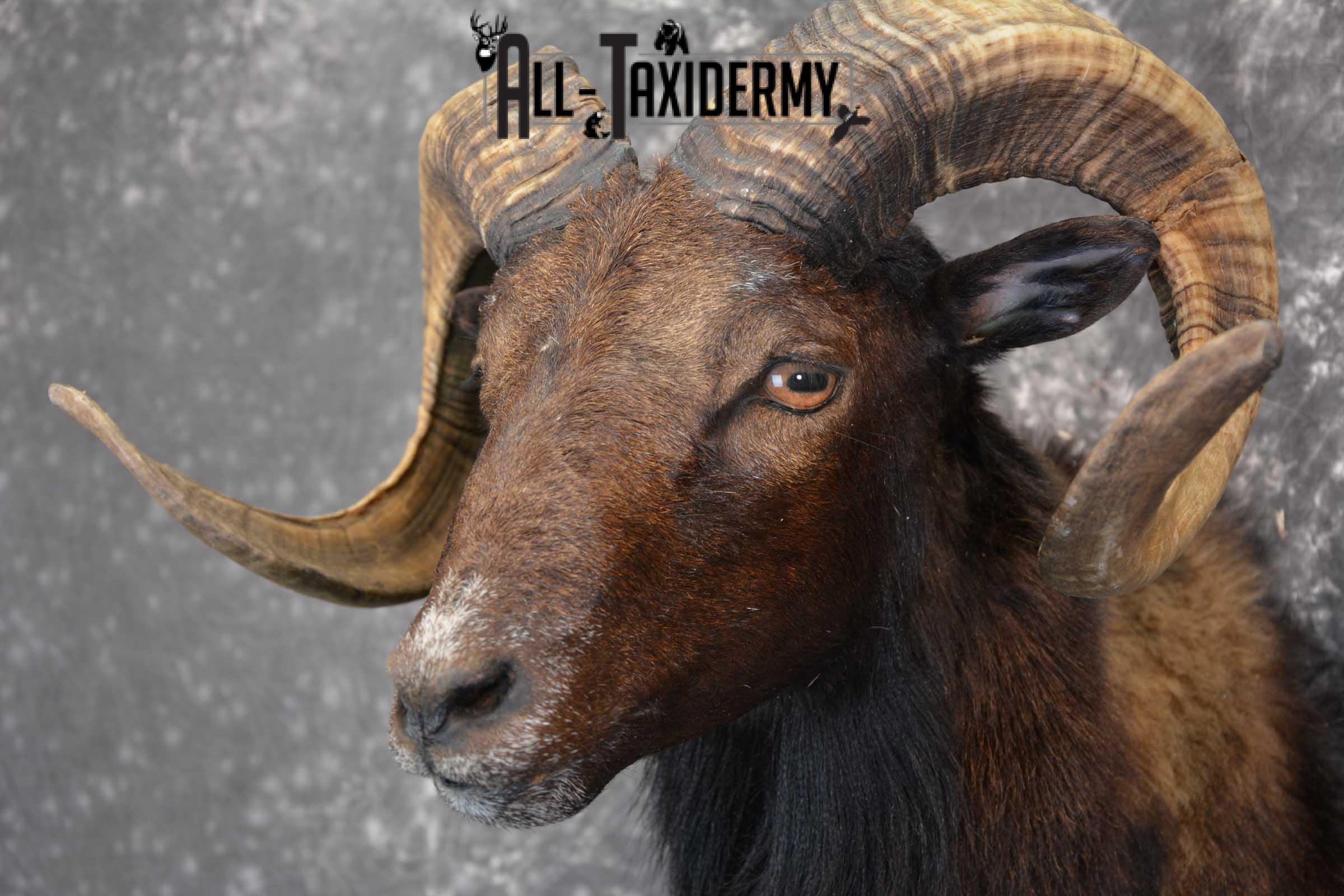 Corsican Ram Taxidermy Shoulder Mount for sale SKU 1515 - Image 2
