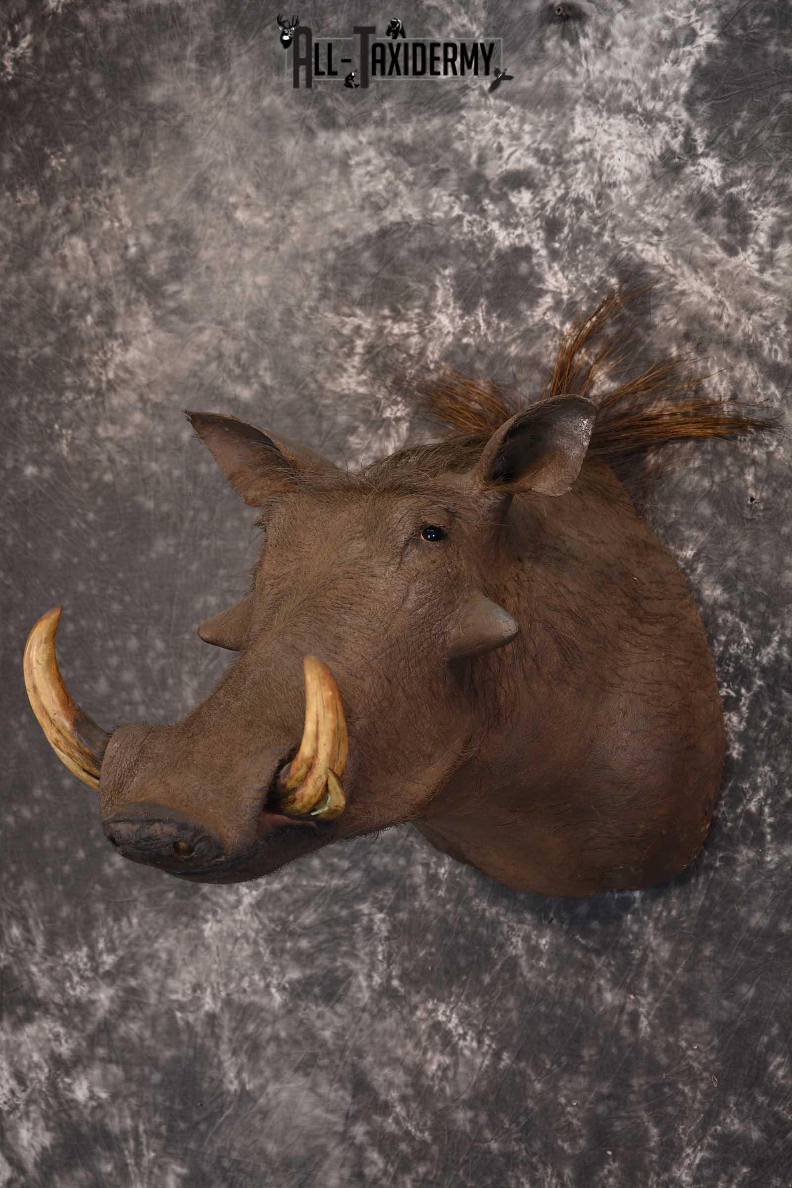 African Warthog Taxidermy Mount for sale SKU 1495 - Image 7