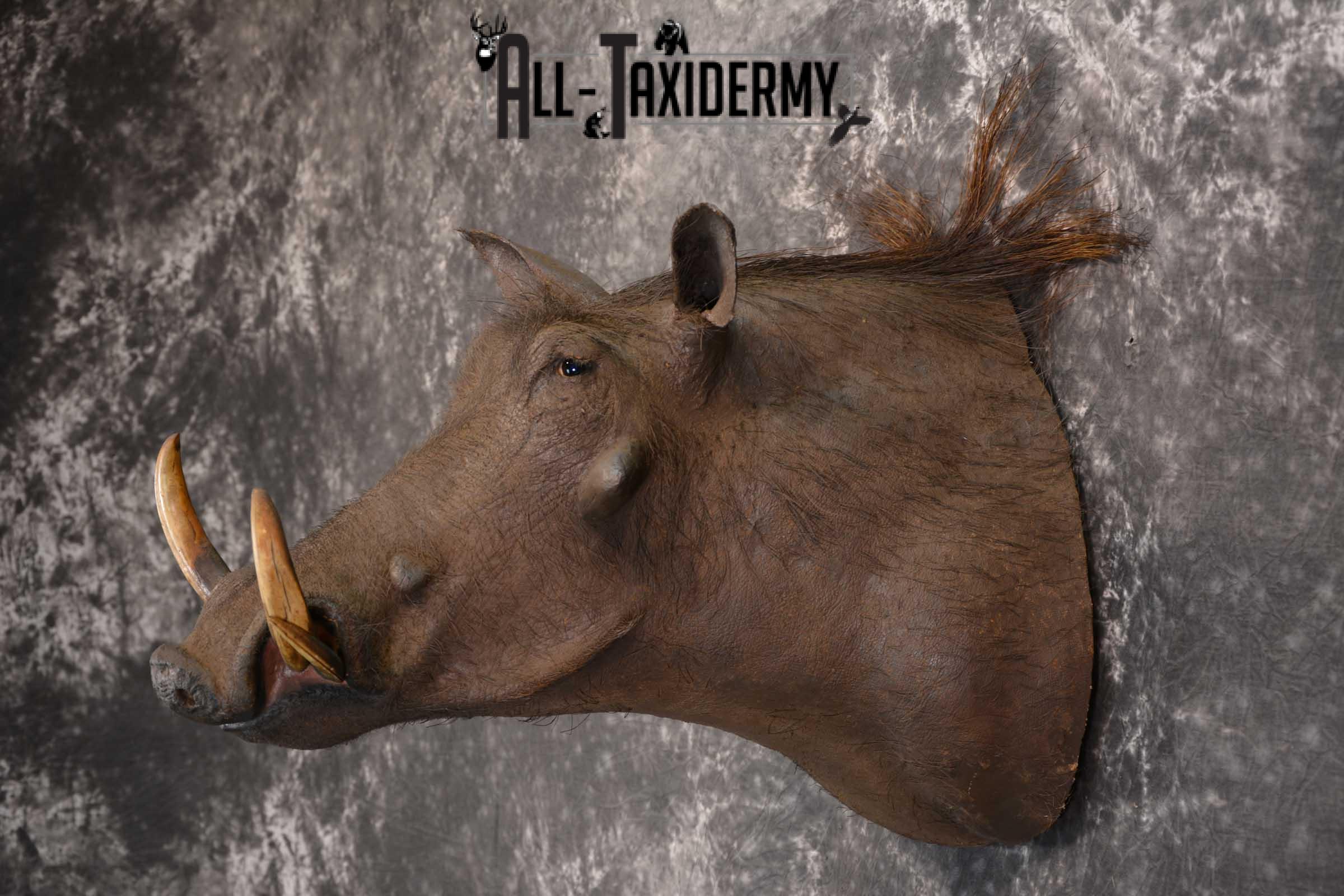 African Warthog Taxidermy Mount for sale SKU 1495 - Image 6