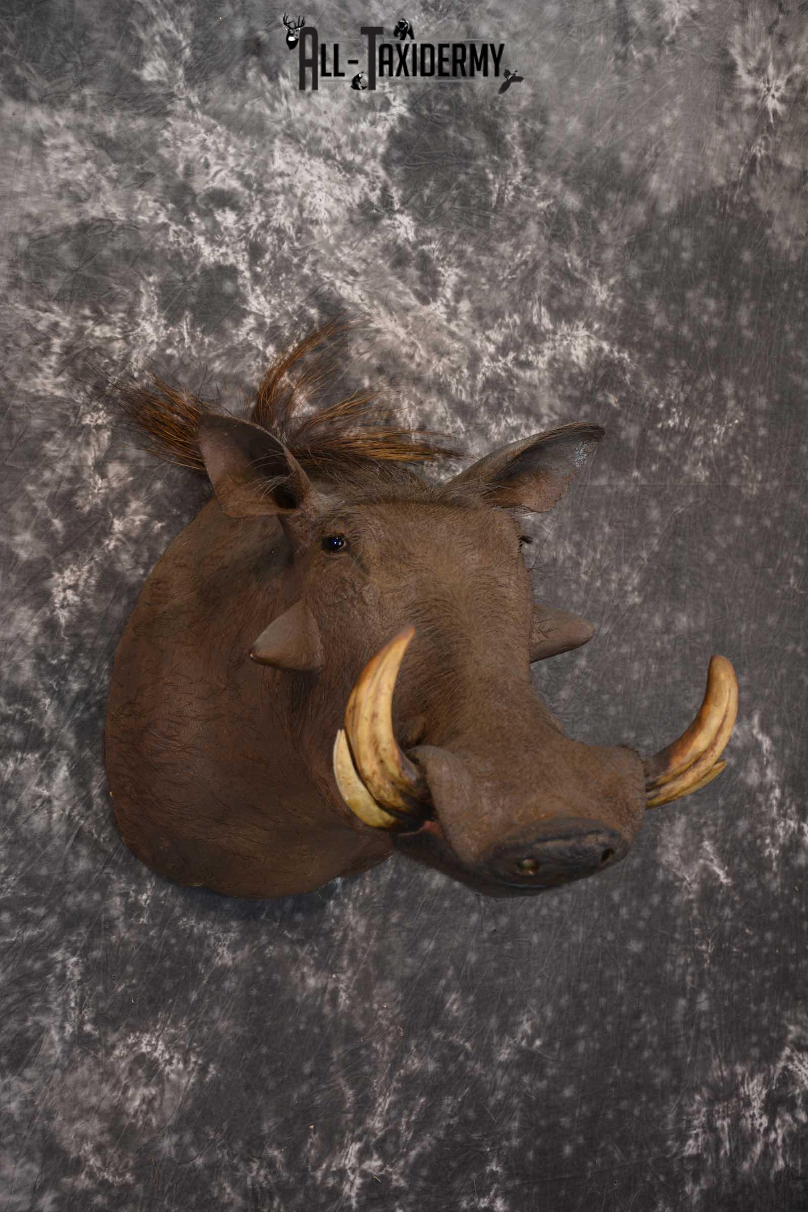 African Warthog Taxidermy Mount for sale SKU 1495 - Image 5