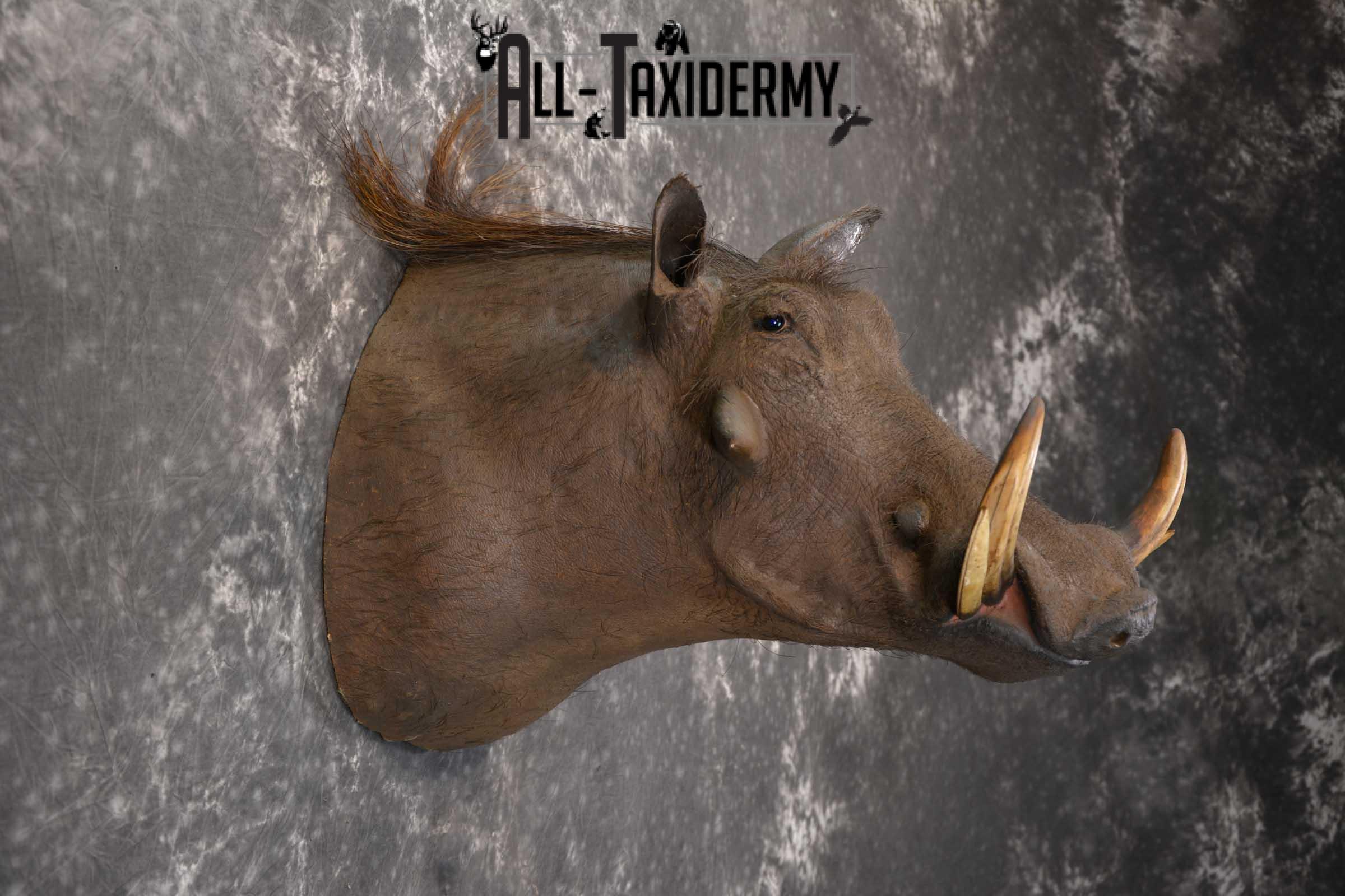 African Warthog Taxidermy Mount for sale SKU 1495 - Image 4
