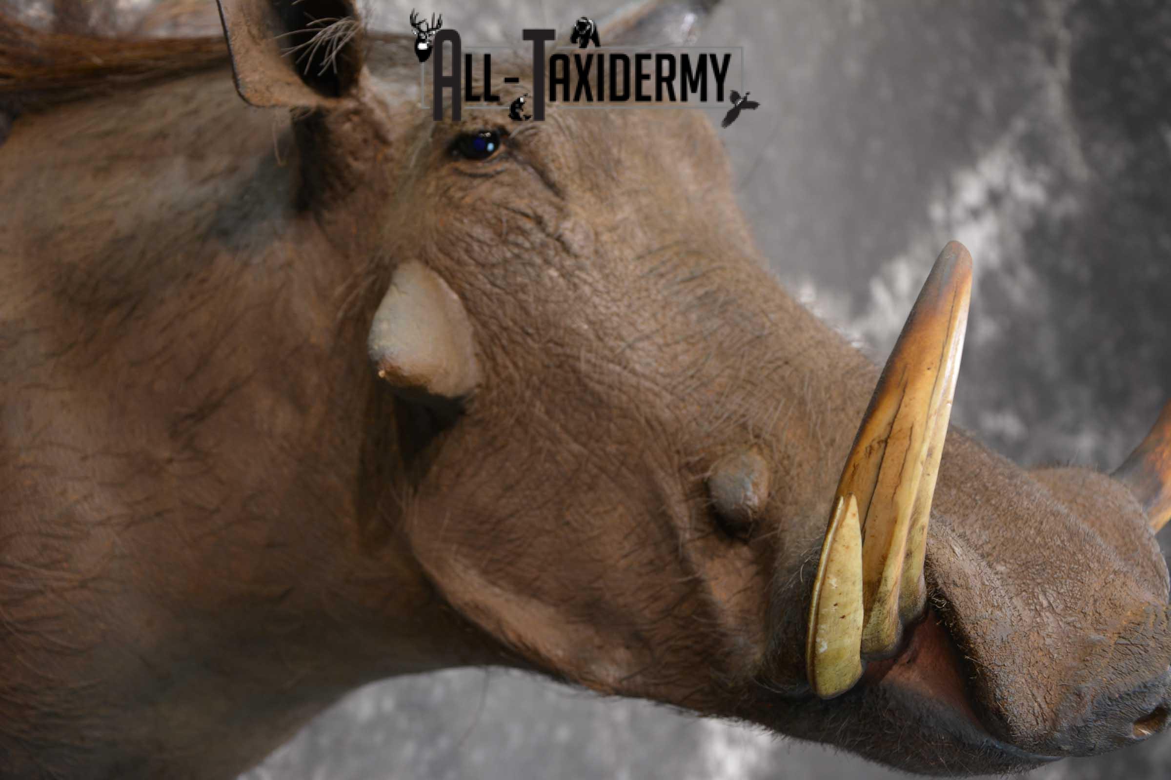 African Warthog Taxidermy Mount for sale SKU 1495 - Image 3