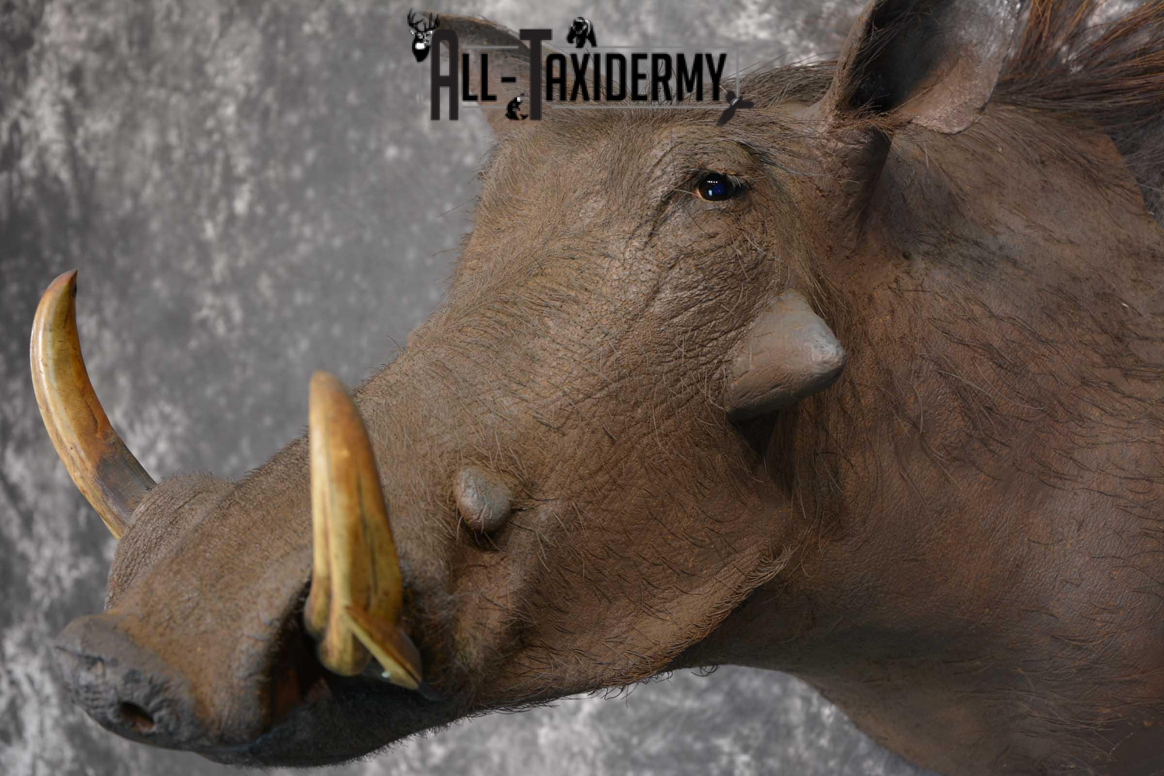African Warthog Taxidermy Mount for sale SKU 1495 - Image 2