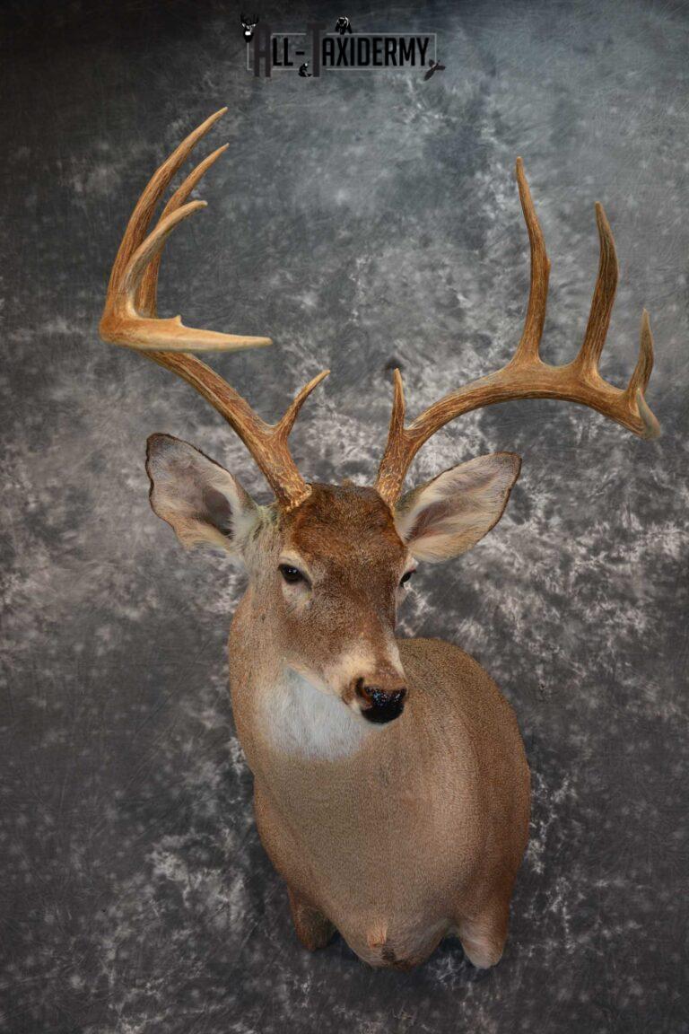 Whitetail Deer Taxidermy Shoulder Mount for sale SKU 1516 - All Taxidermy