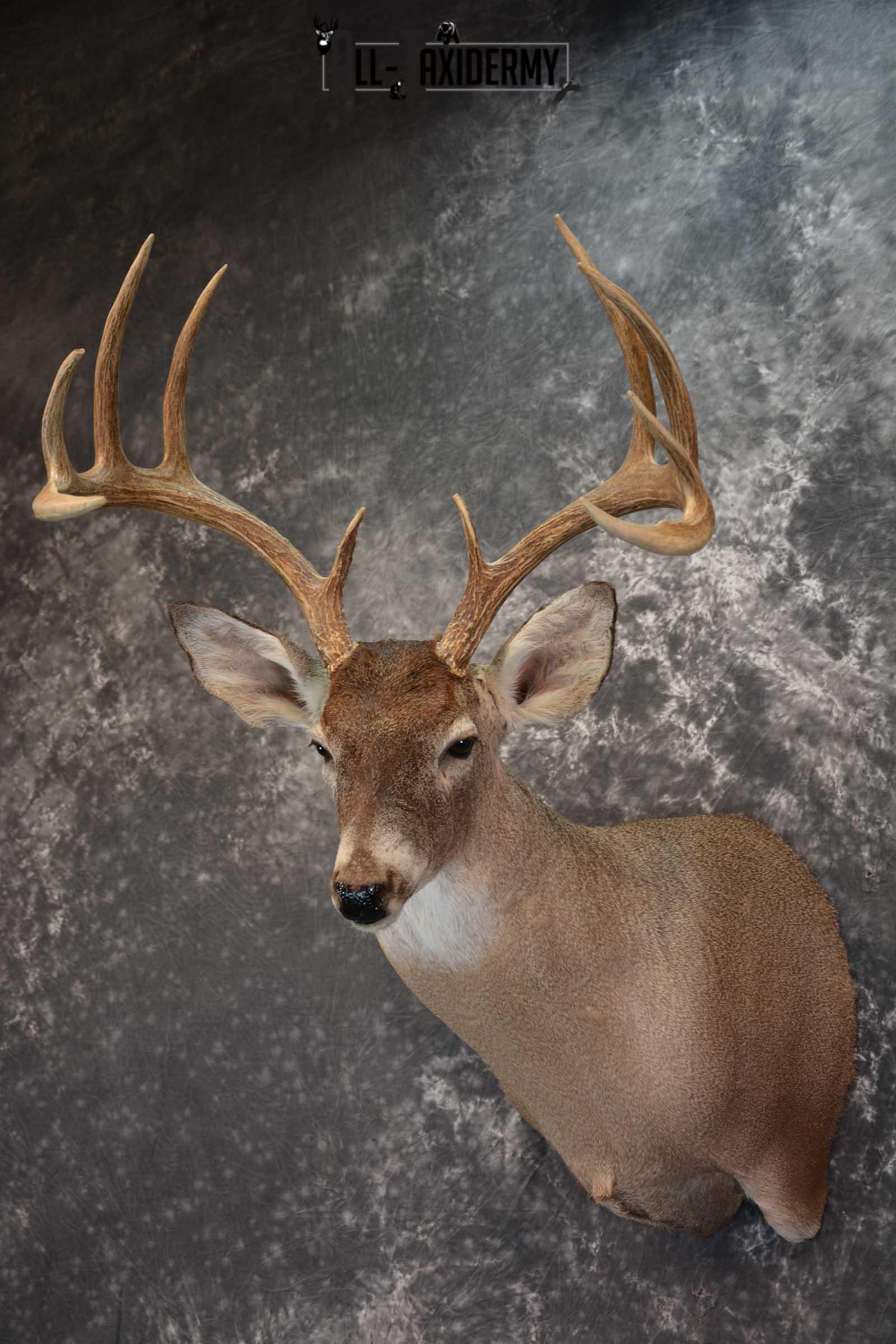 Whitetail Deer Taxidermy Shoulder Mount for sale SKU 1516 - Image 8