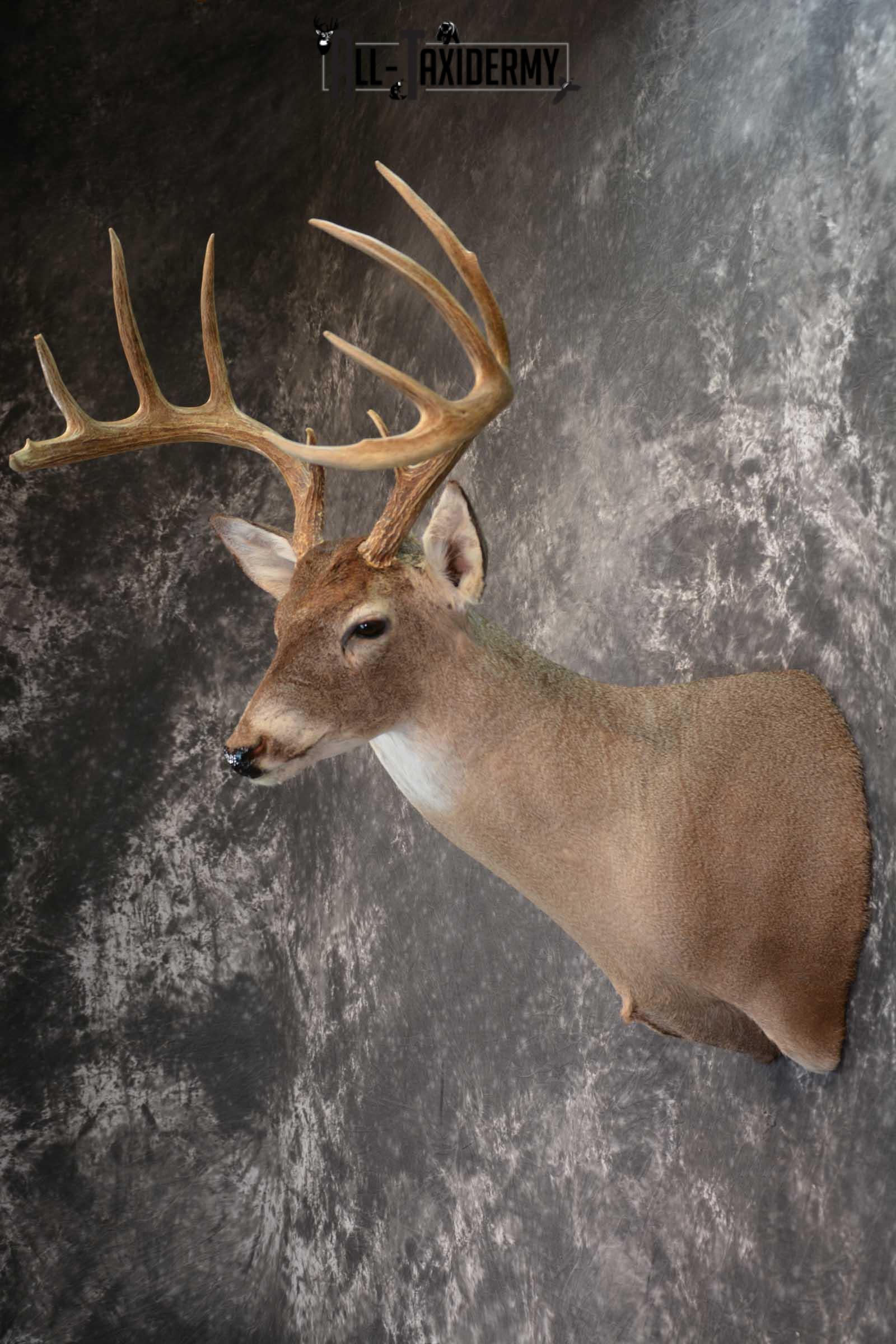 Whitetail Deer Taxidermy Shoulder Mount for sale SKU 1516 - Image 7
