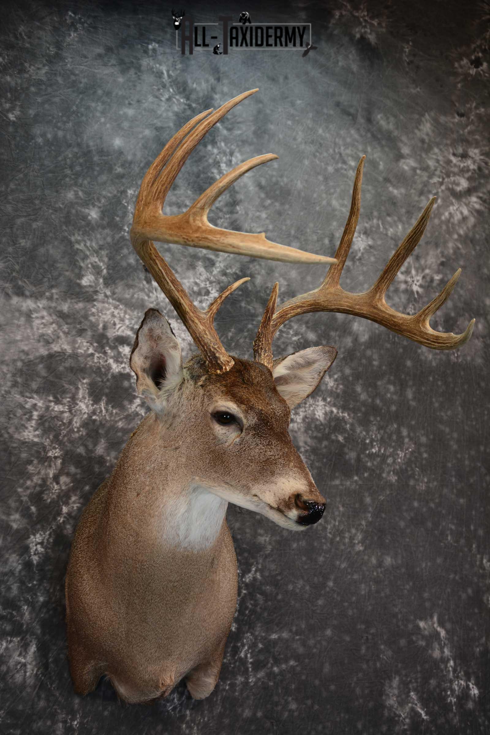 Whitetail Deer Taxidermy Shoulder Mount for sale SKU 1516 - Image 6