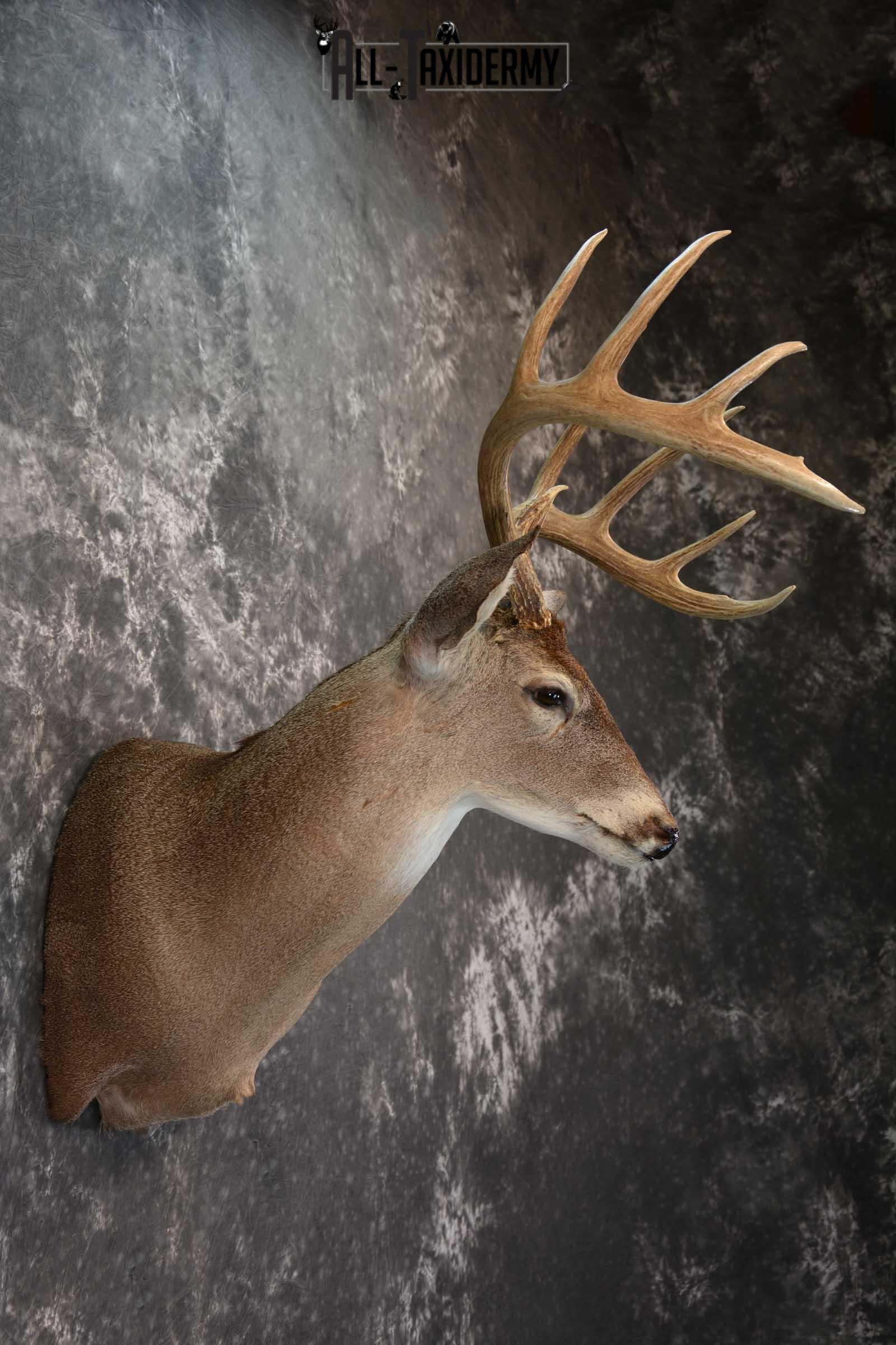 Whitetail Deer Taxidermy Shoulder Mount for sale SKU 1516 - Image 5