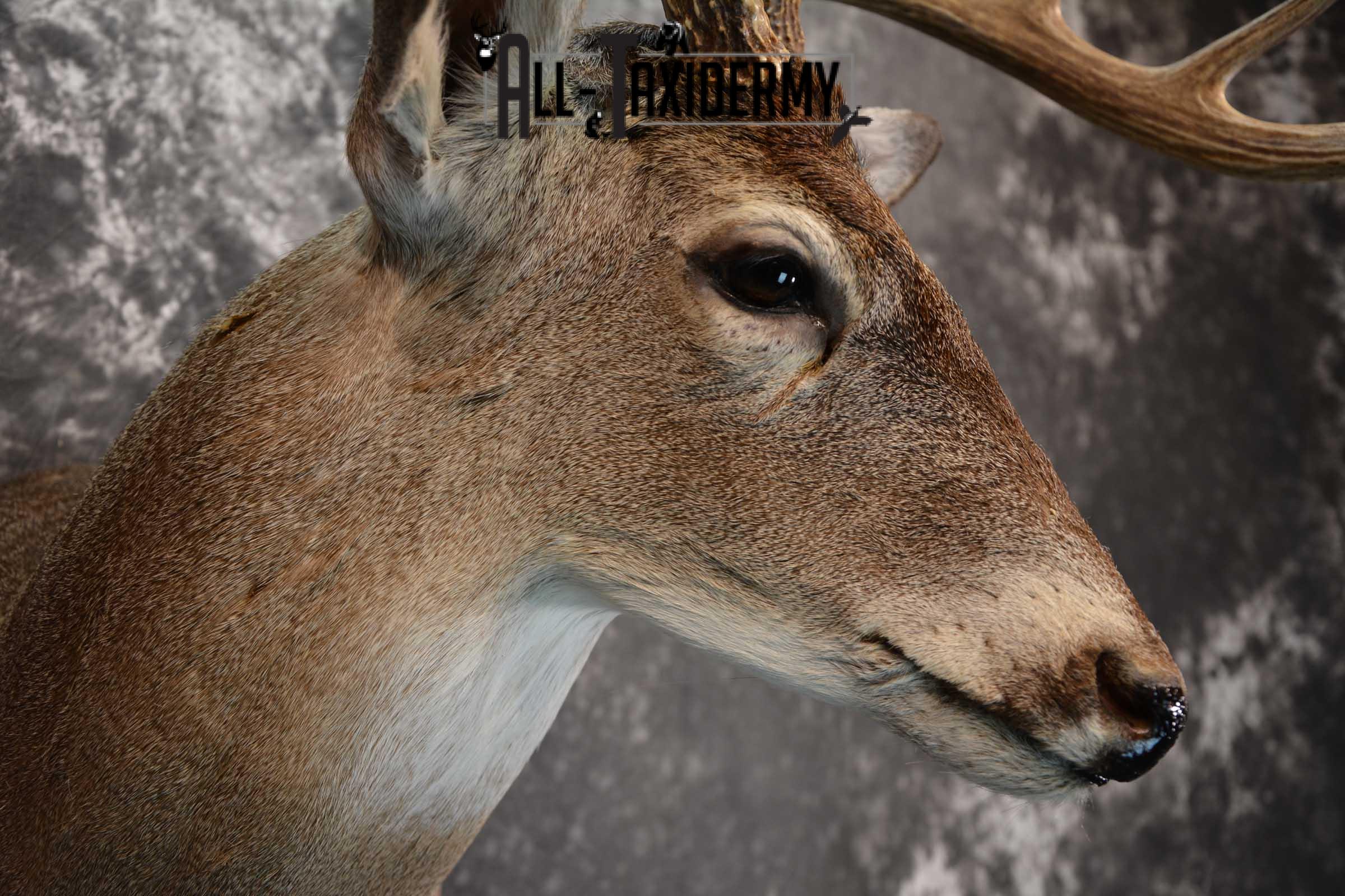 Whitetail Deer Taxidermy Shoulder Mount for sale SKU 1516 - Image 4