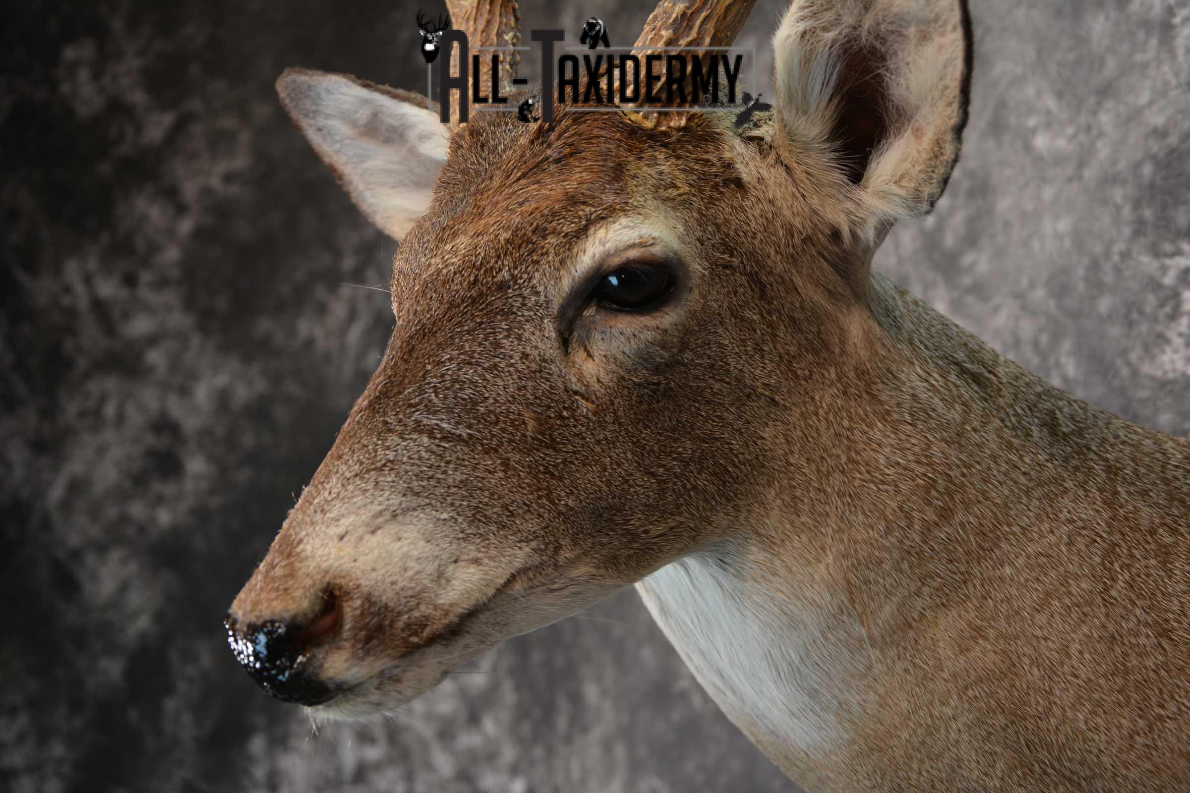 Whitetail Deer Taxidermy Shoulder Mount for sale SKU 1516 - Image 3